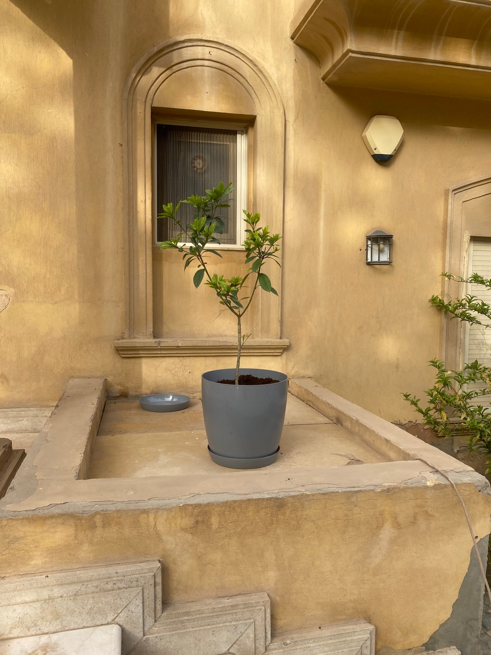 Gardenia Outdoor  - Image 2