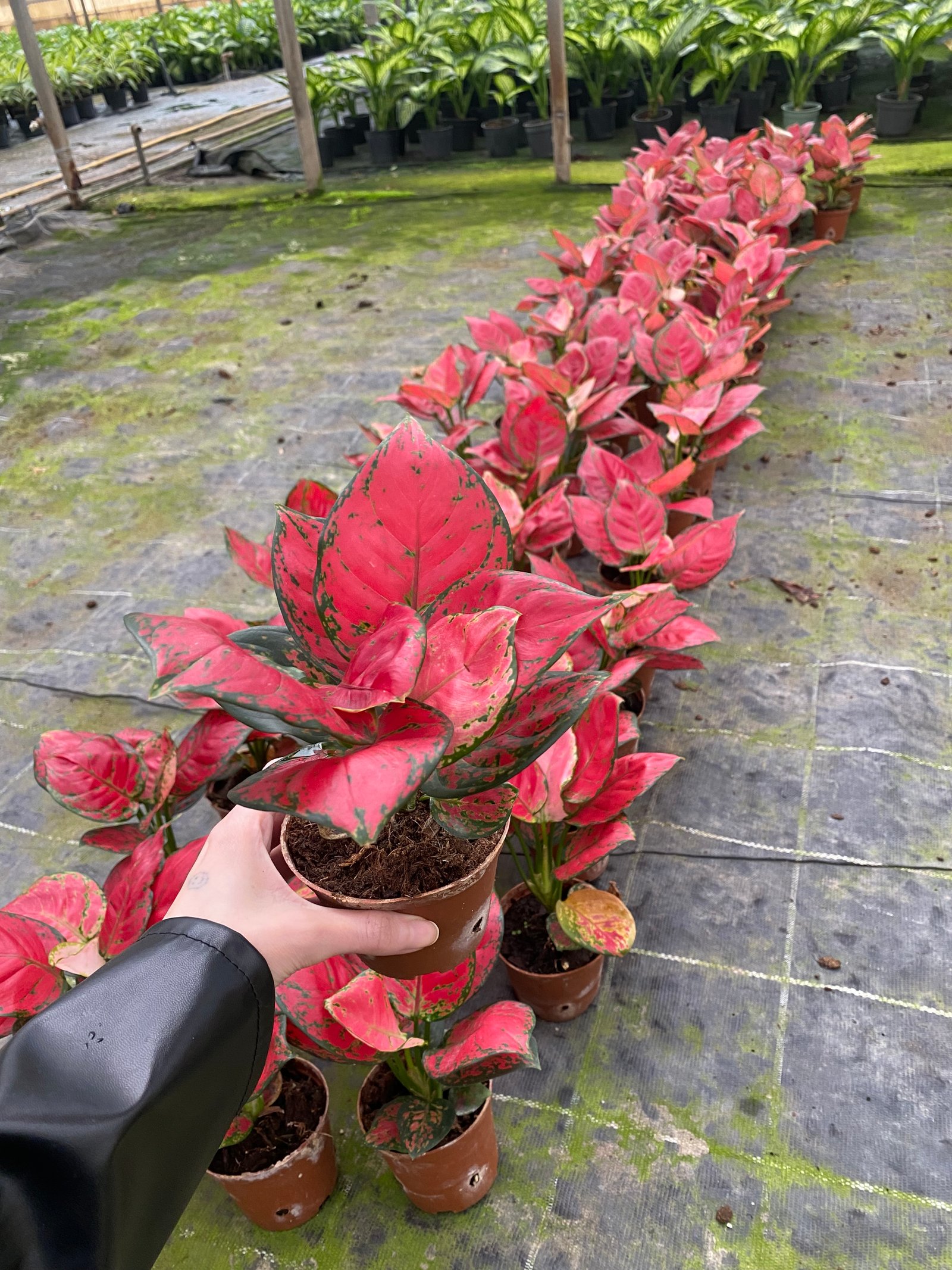 Aglaonema Super - Image 4