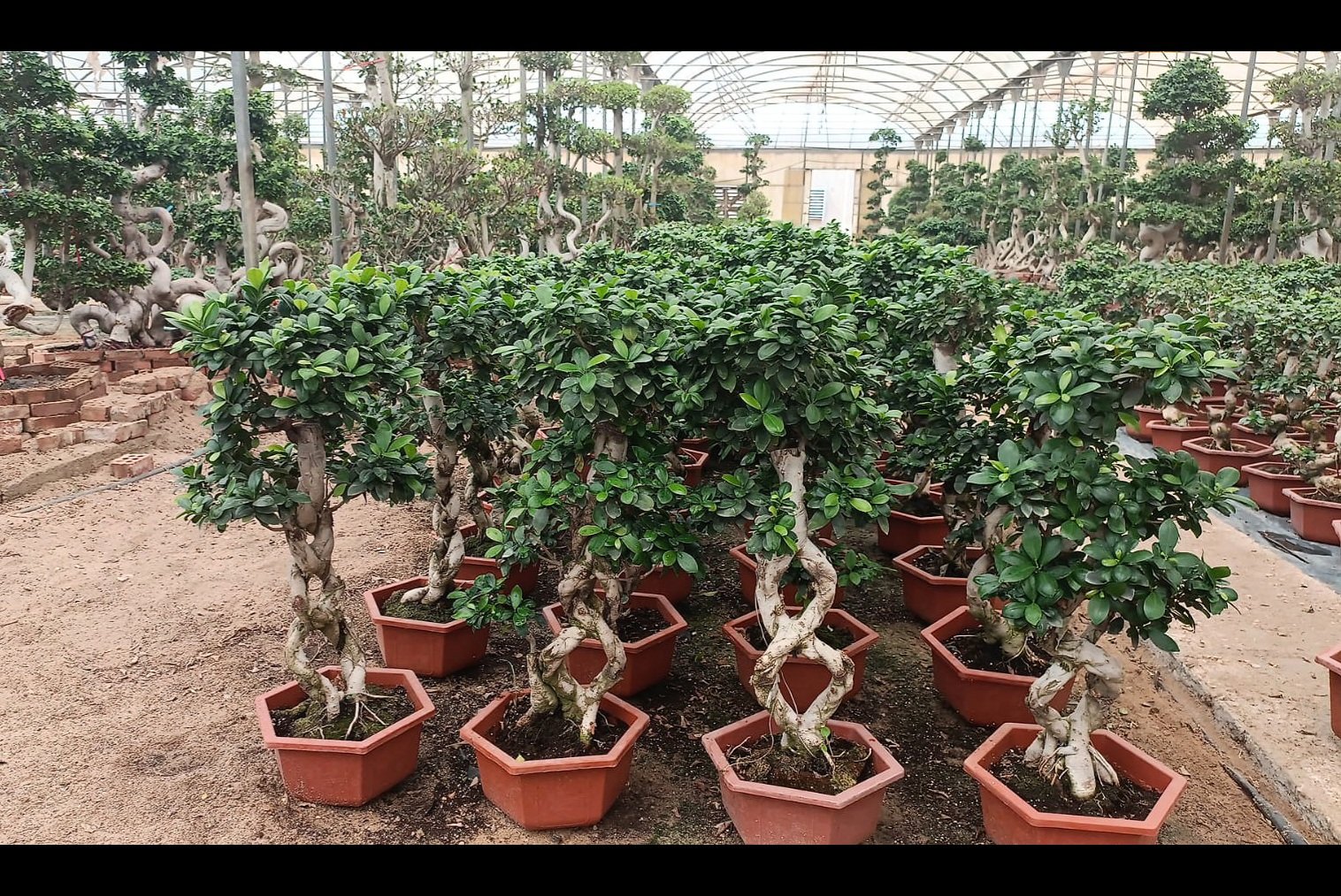(8) Shape Bonsai - Image 3