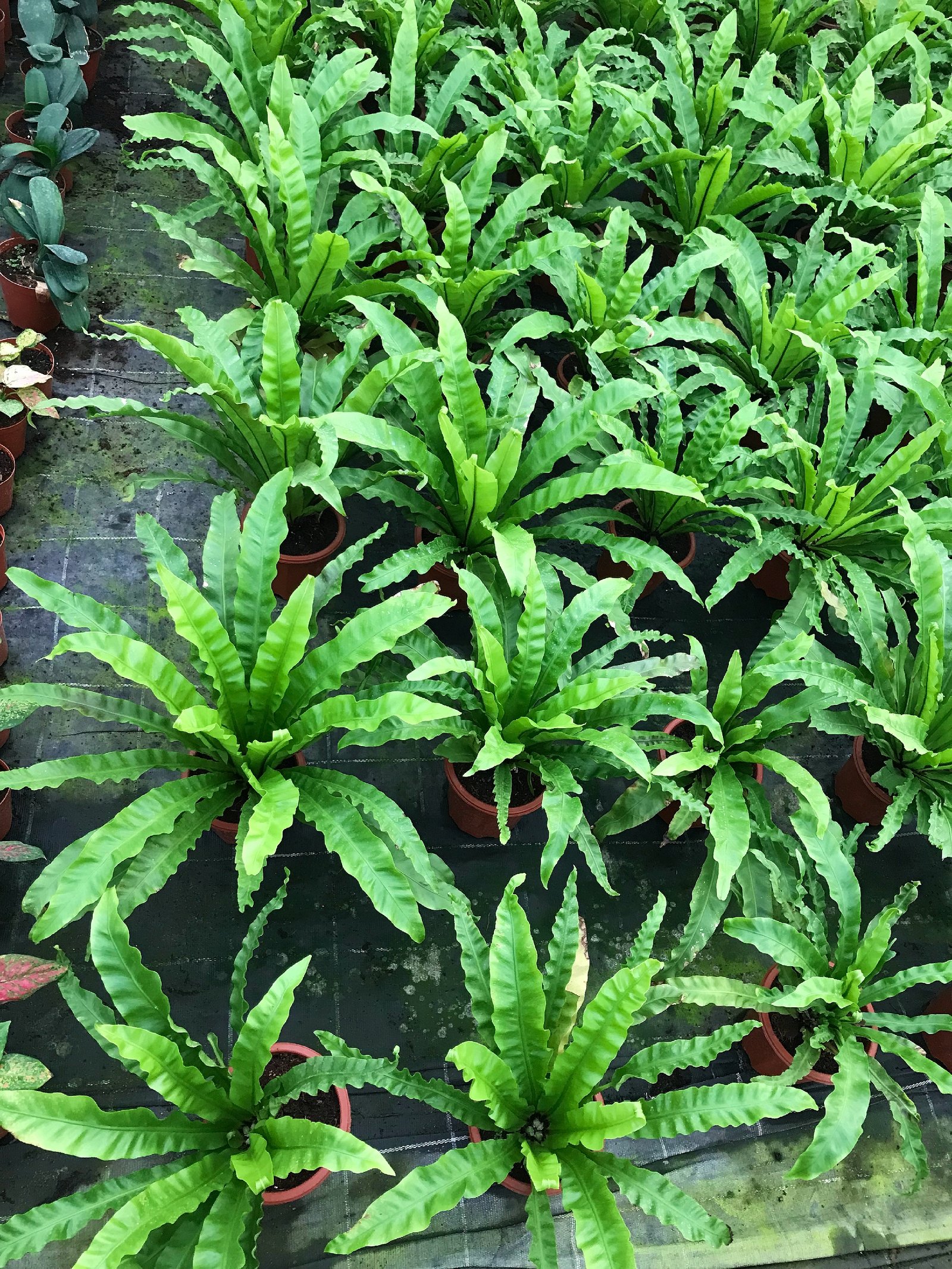 Asplenium Nidus  - Image 6