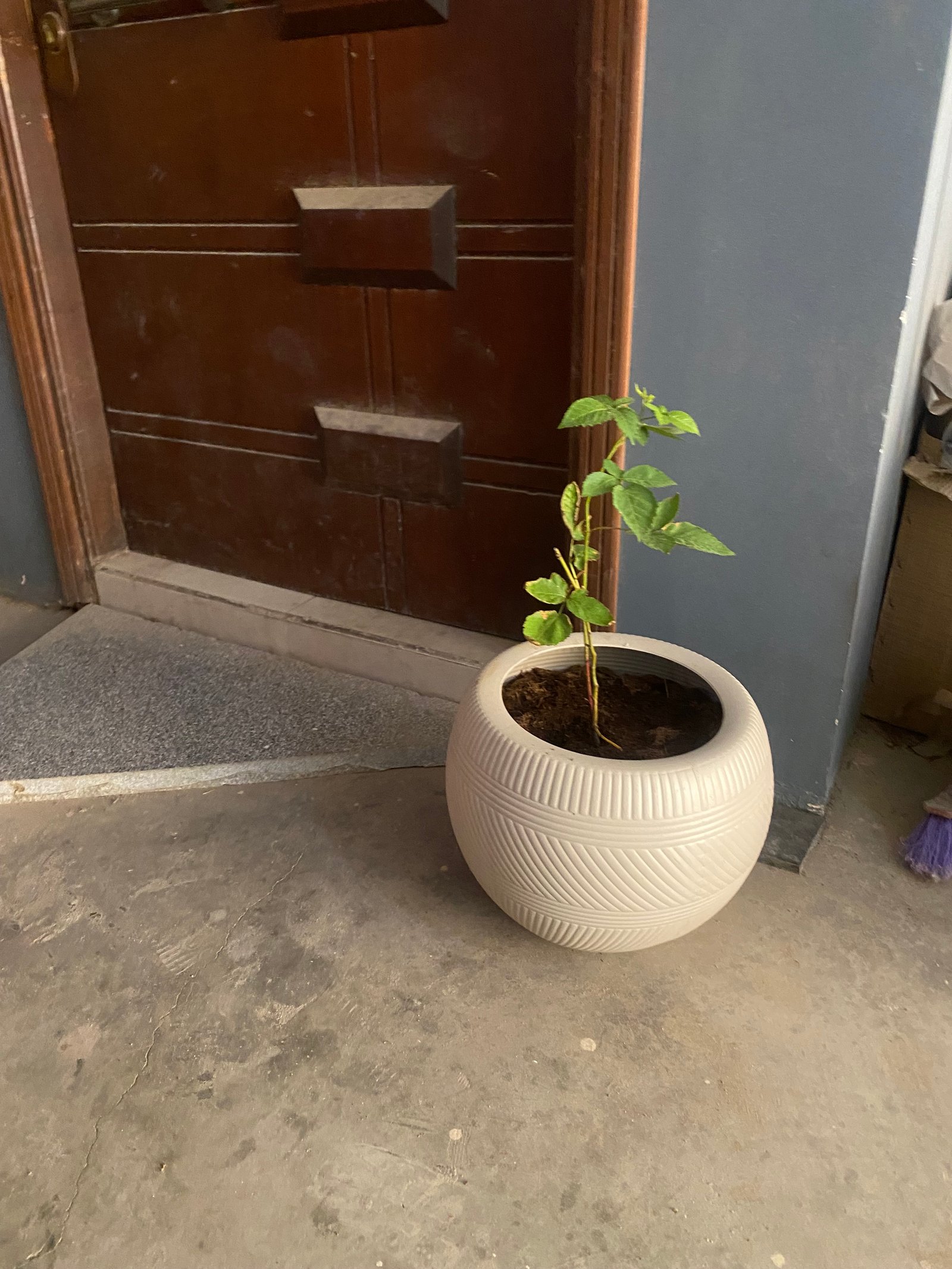 BlackBerry Tree - Image 8
