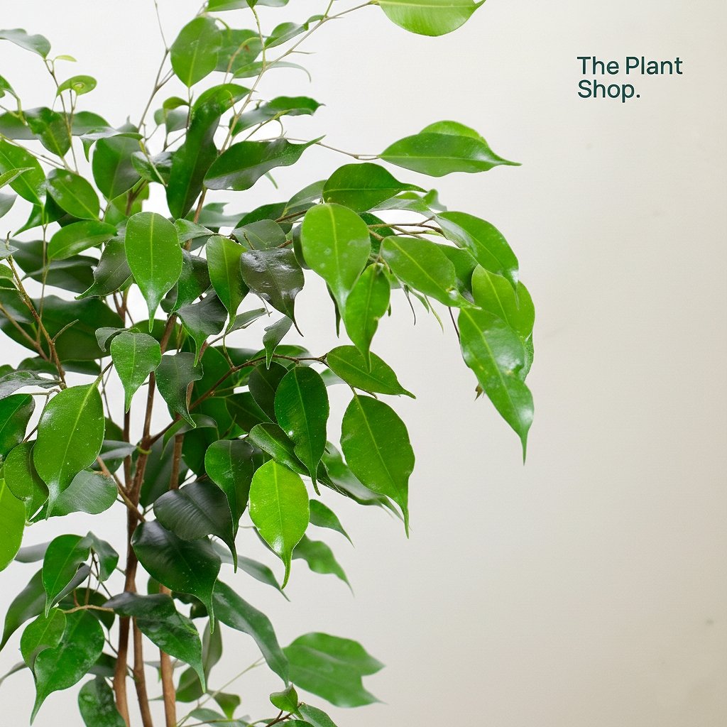 Ficus Benjamina - Image 3