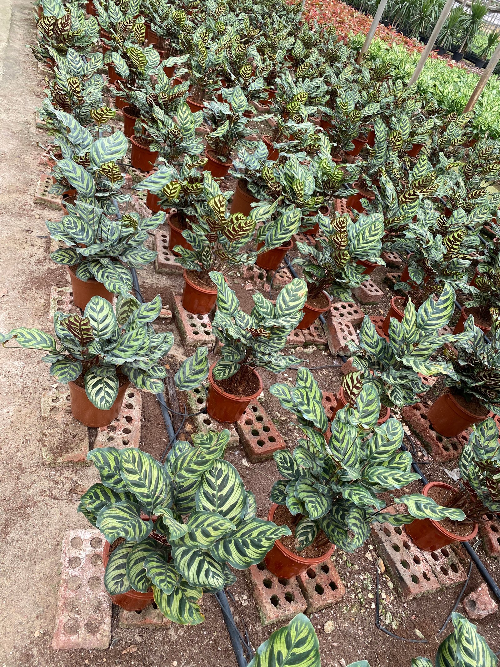Calathea Makoyana - Image 4