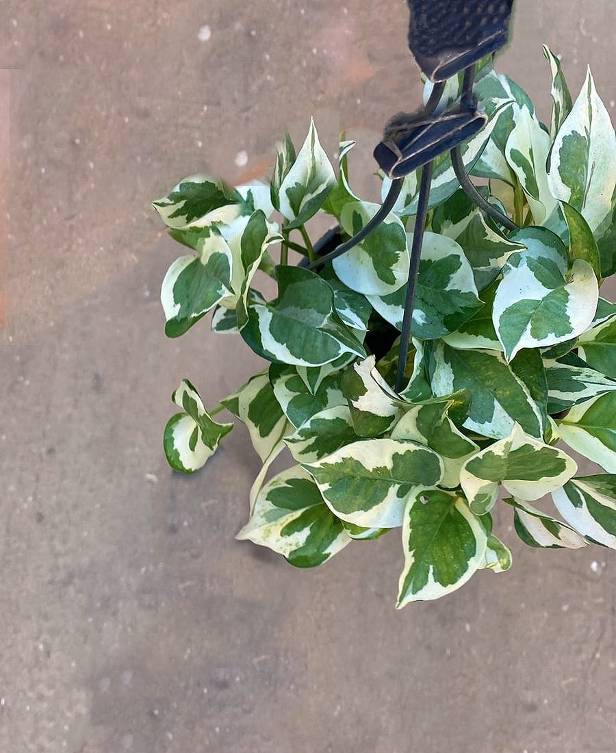 Hanging White Pothos  - Image 4