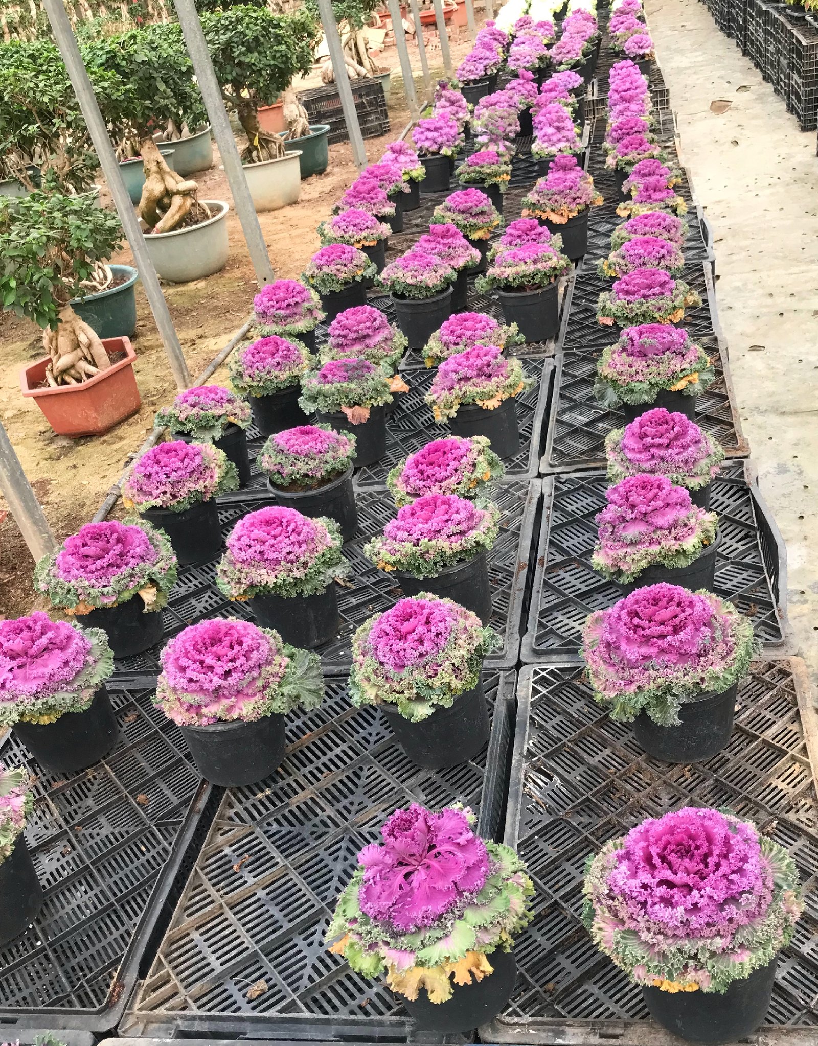 Purple Kale - Image 2