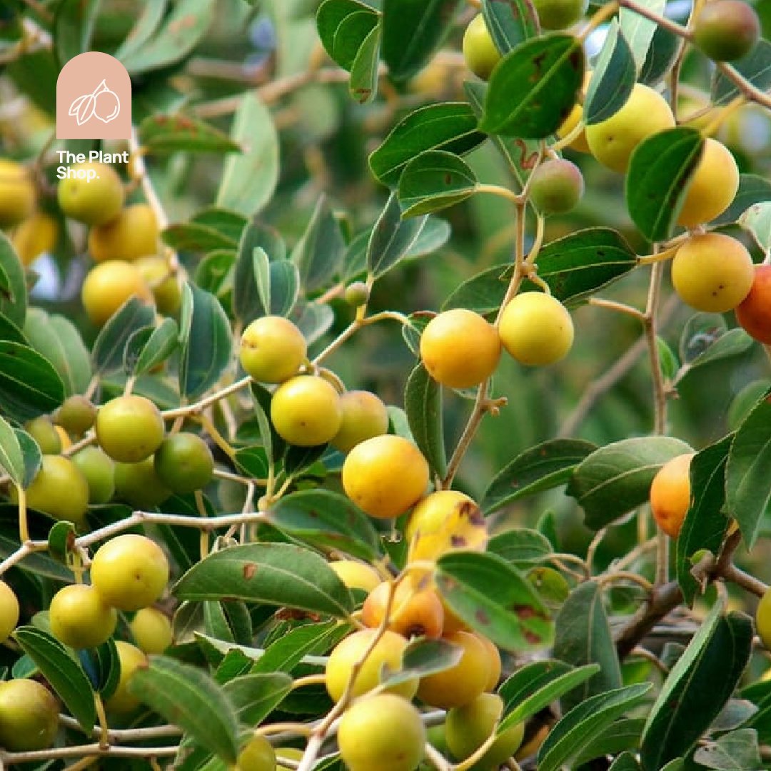 Nabq Tree - Image 1