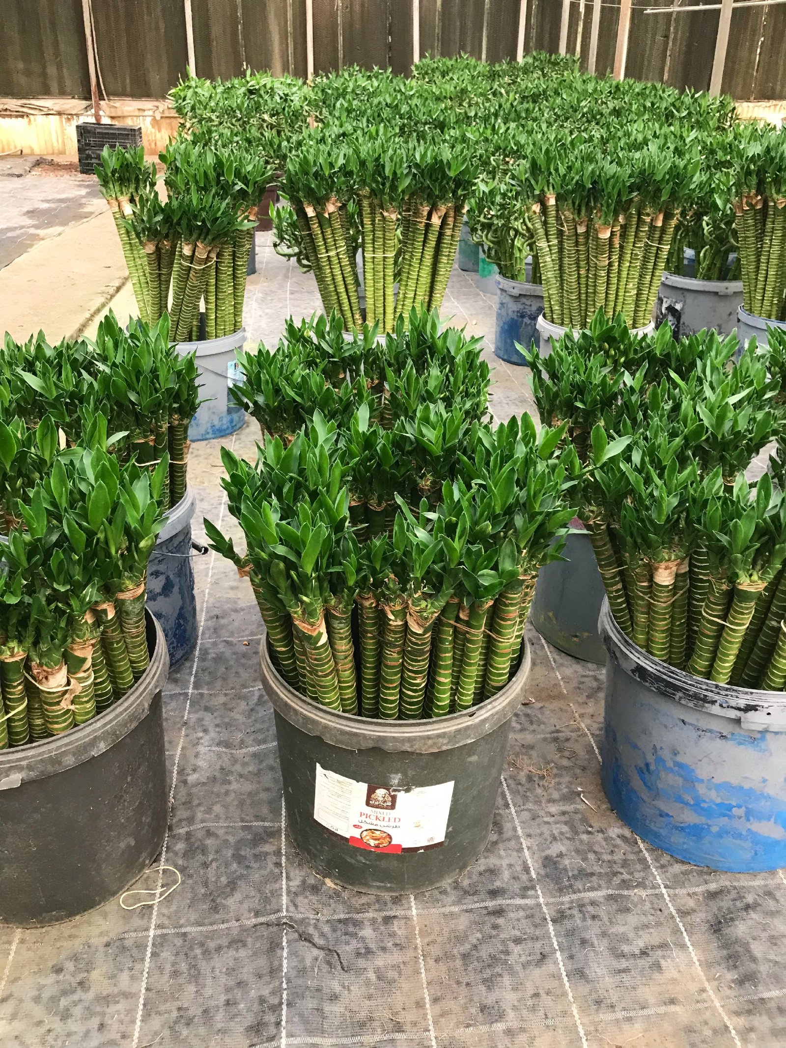 Lotus Bamboo  - Image 8