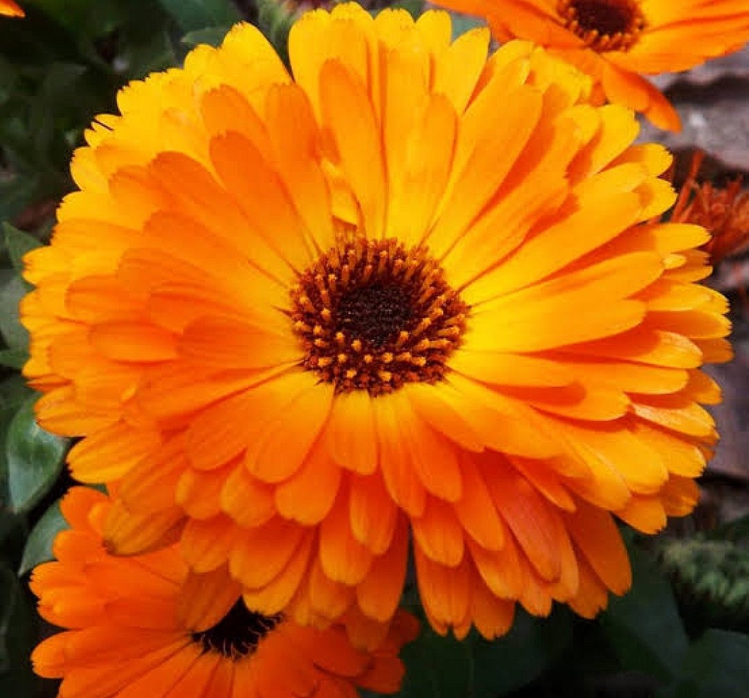 Katifa seeds - Image 1