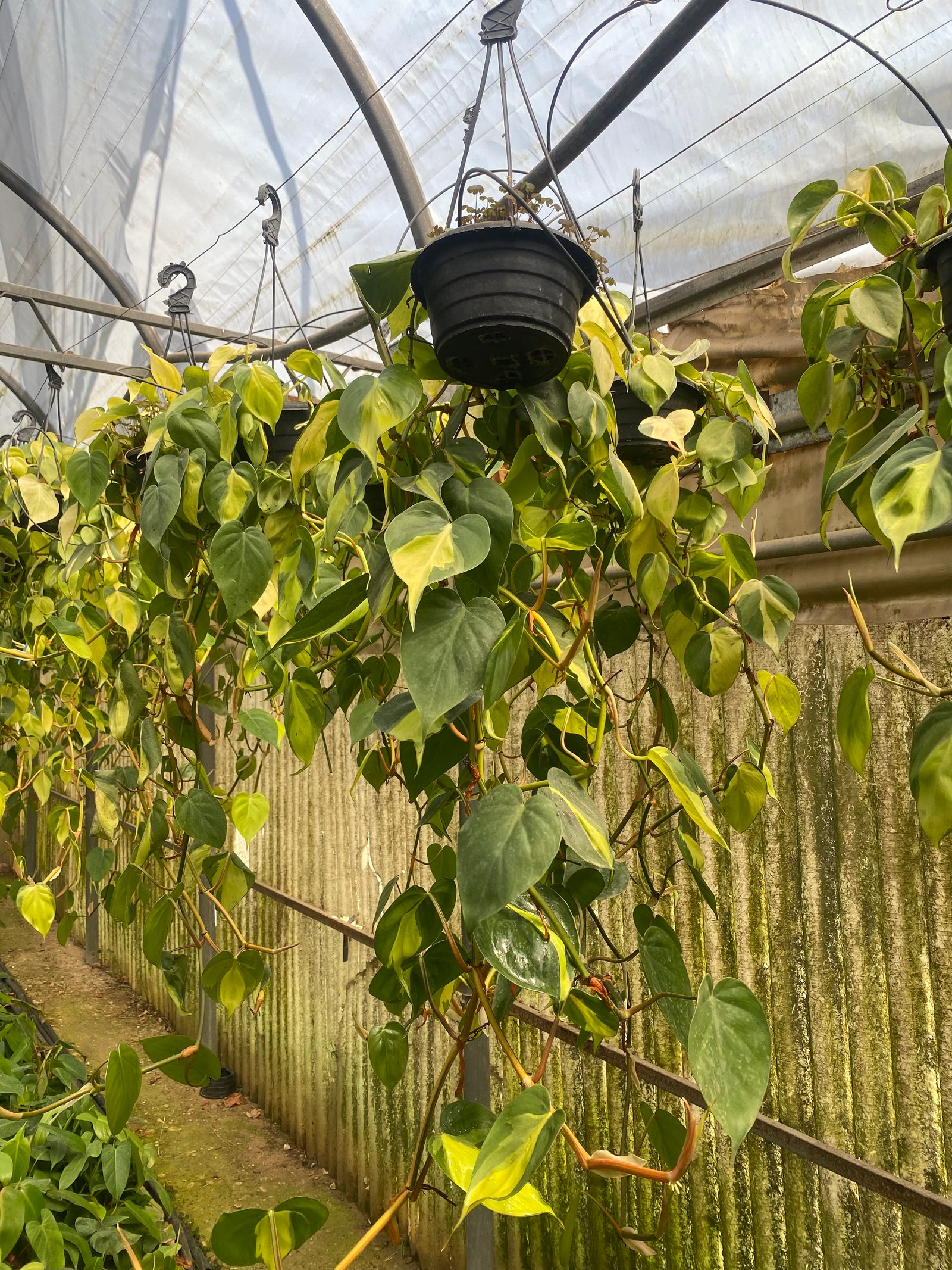 Hanging Philodendron Heart Shape - Image 5