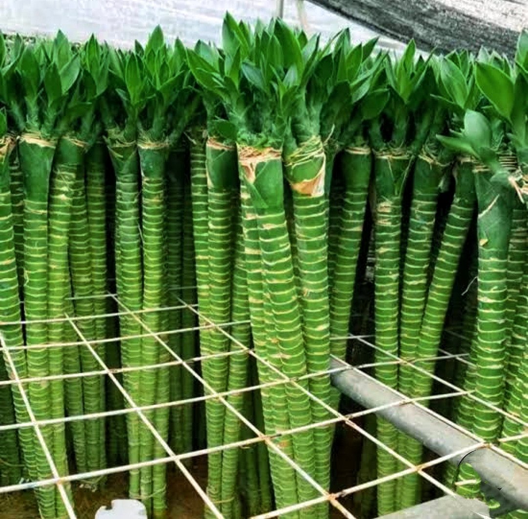 Lotus Bamboo  - Image 5