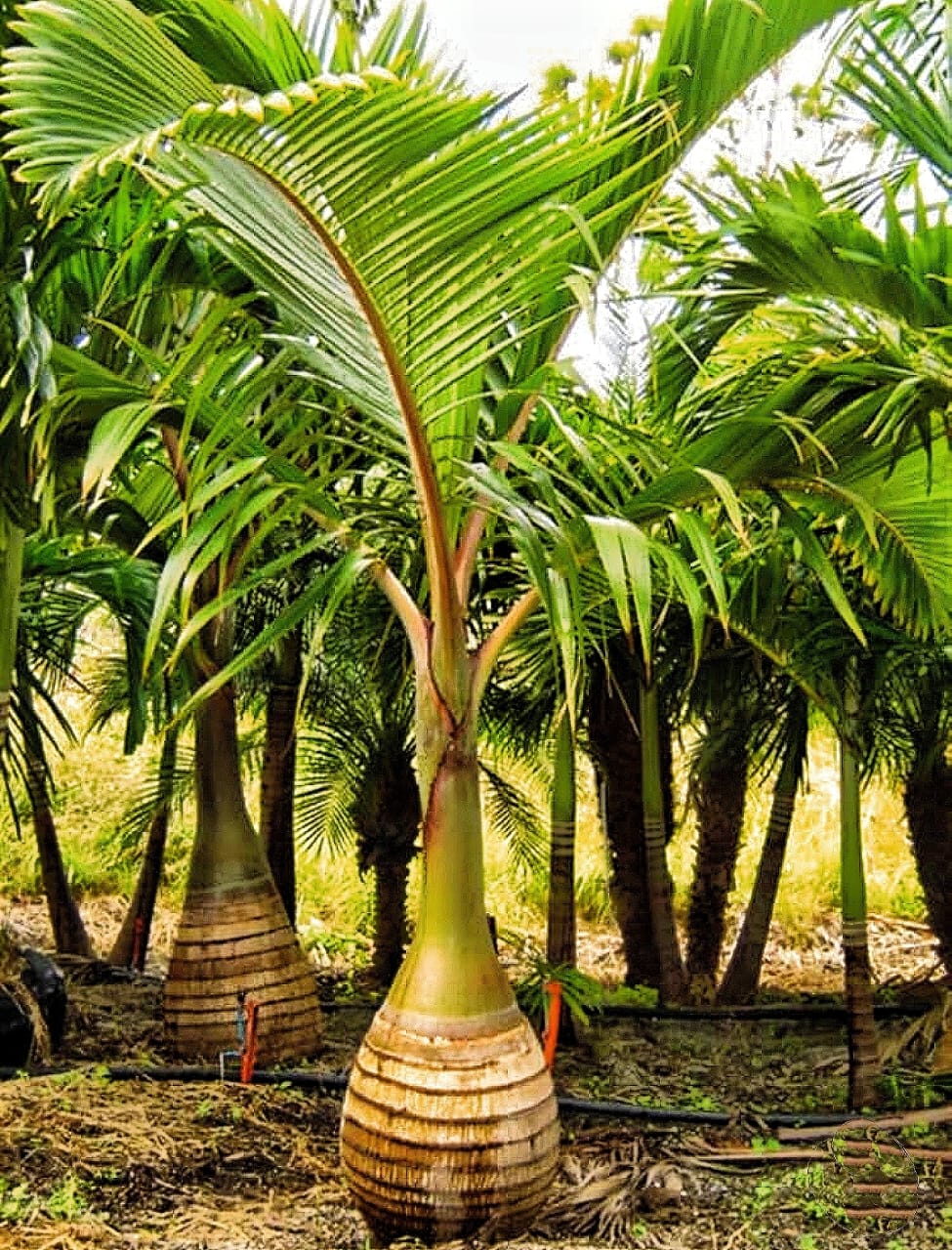 Bottle Palm - Image 4