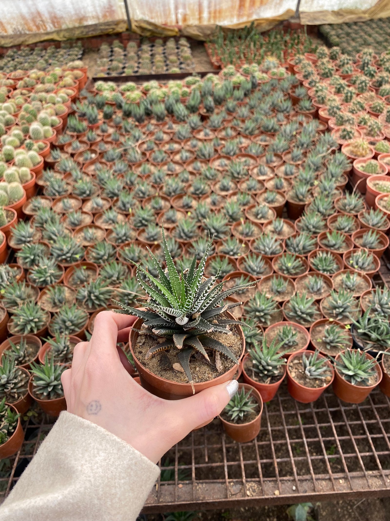 Zebra Plant - Image 4