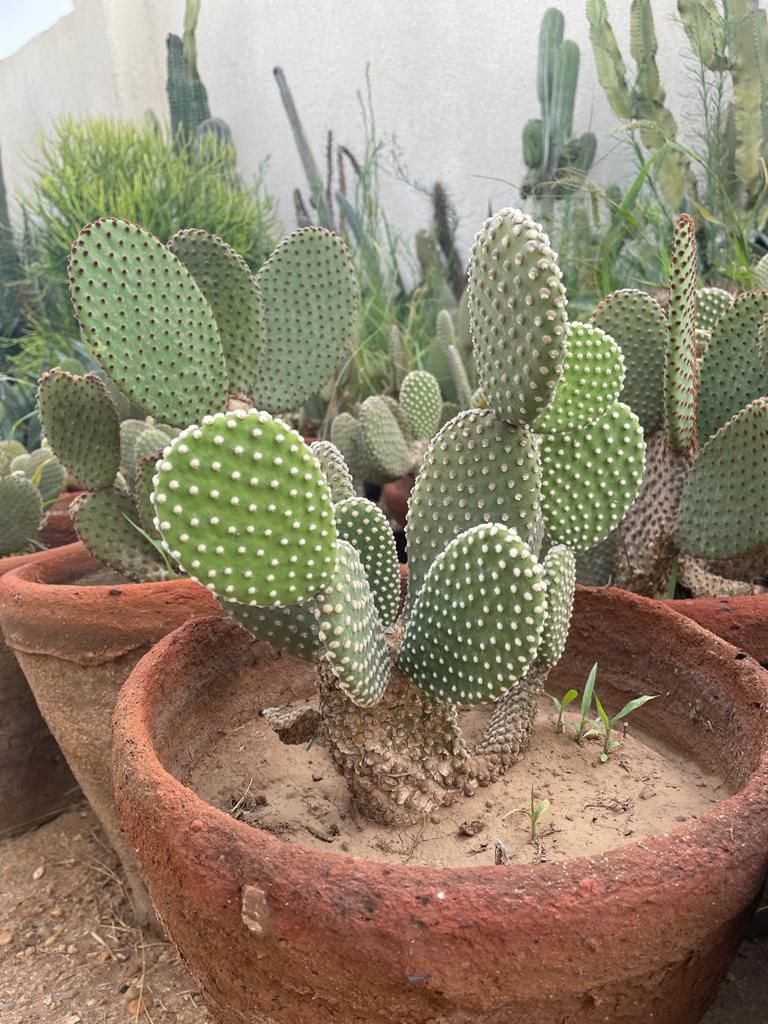 Bunny Ear Cactus - Image 3