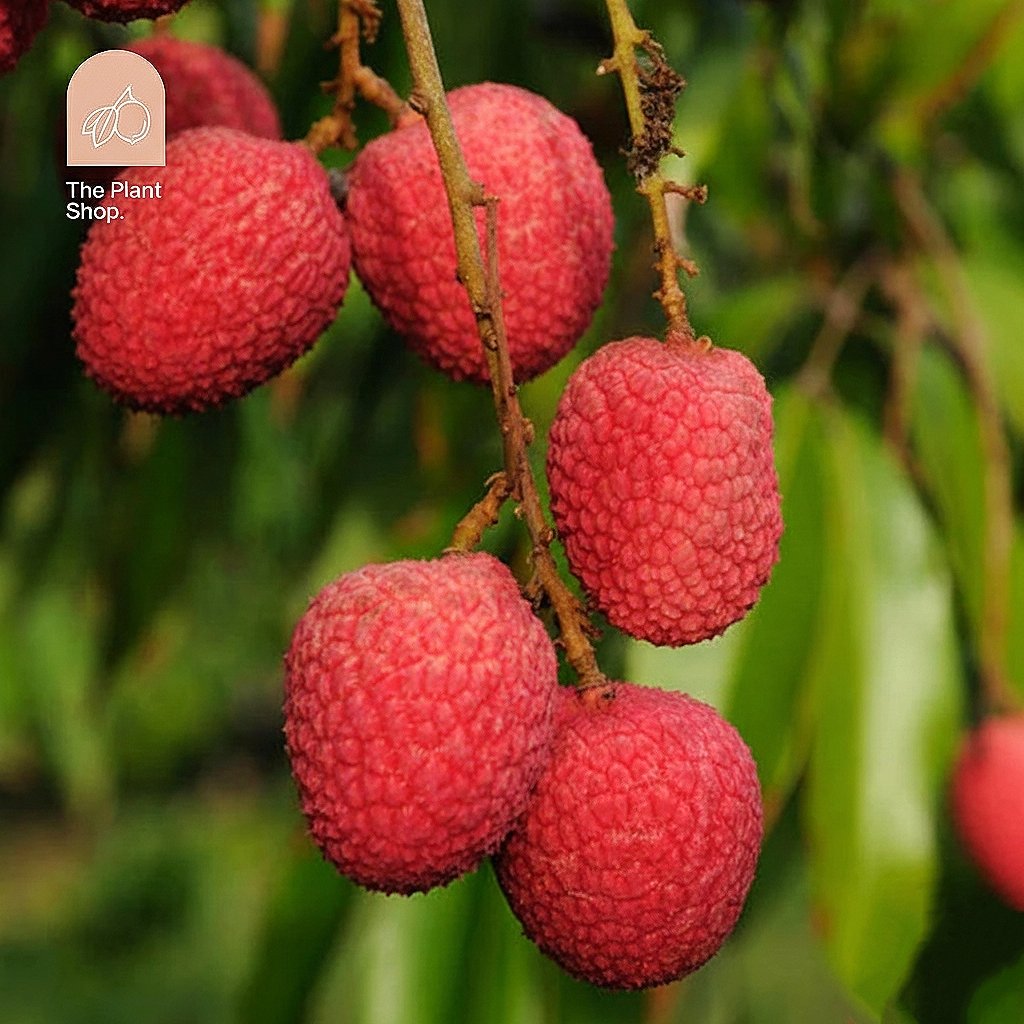 Lychee - Image 1
