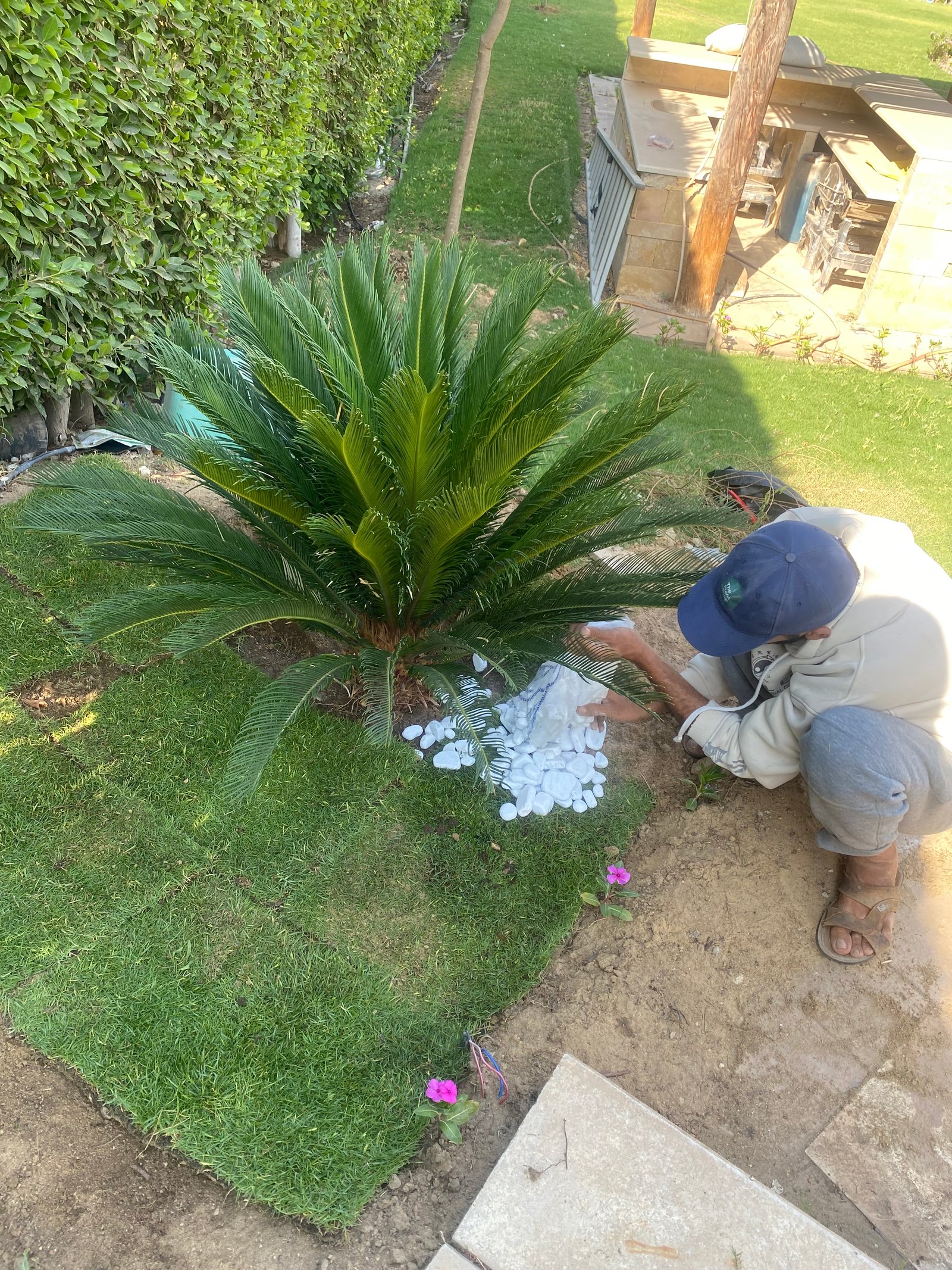 SAGO PALM (CYCAS) - Image 7