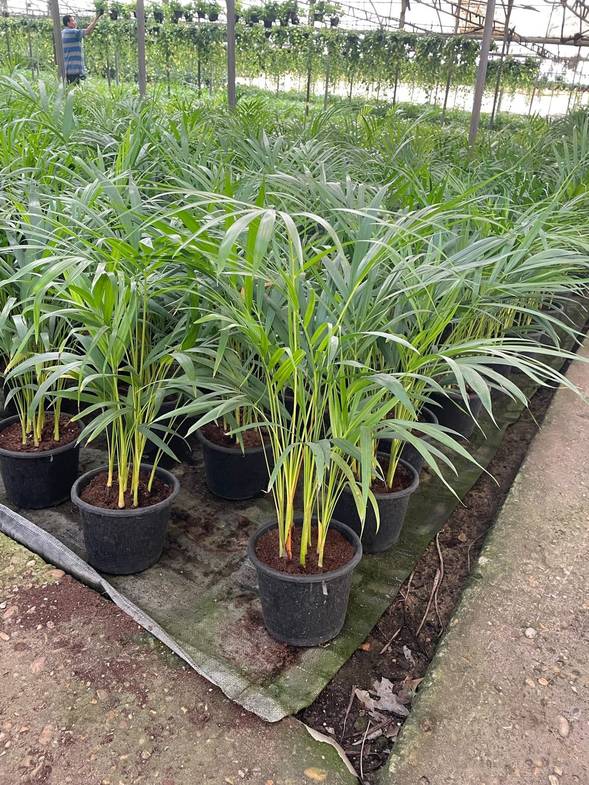 Yellow Areca Palm - Image 4