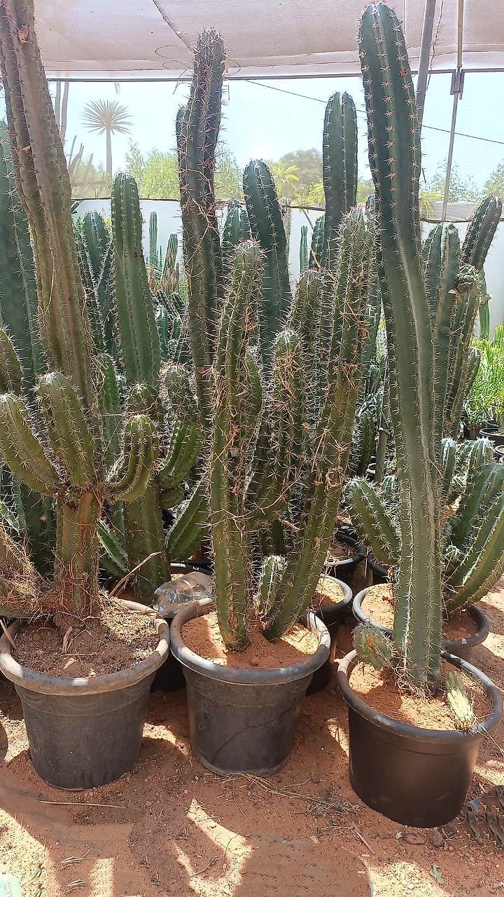Peruvian Apple Cactus - Image 1