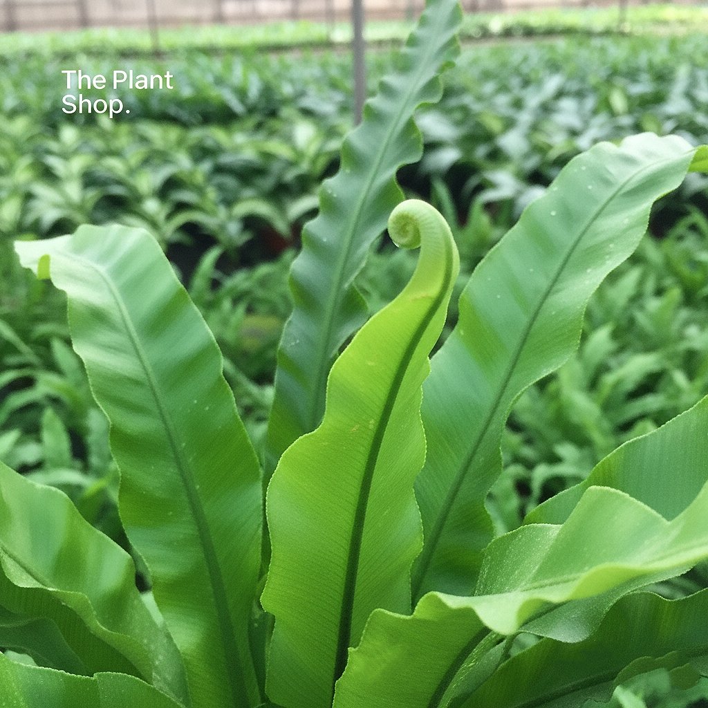 Asplenium Nidus  - Image 4