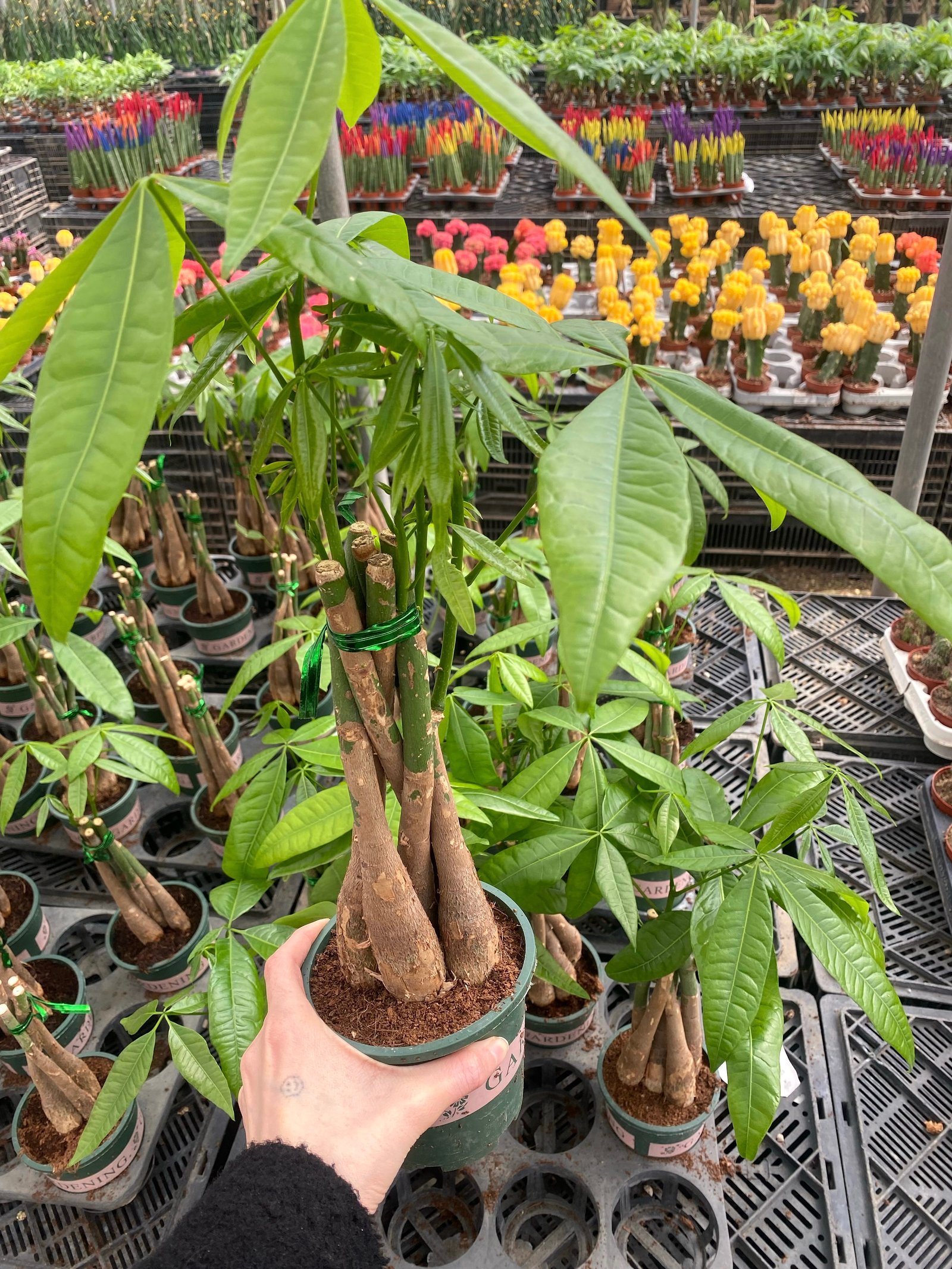 Baby Money Tree ( size 2 )  - Image 2