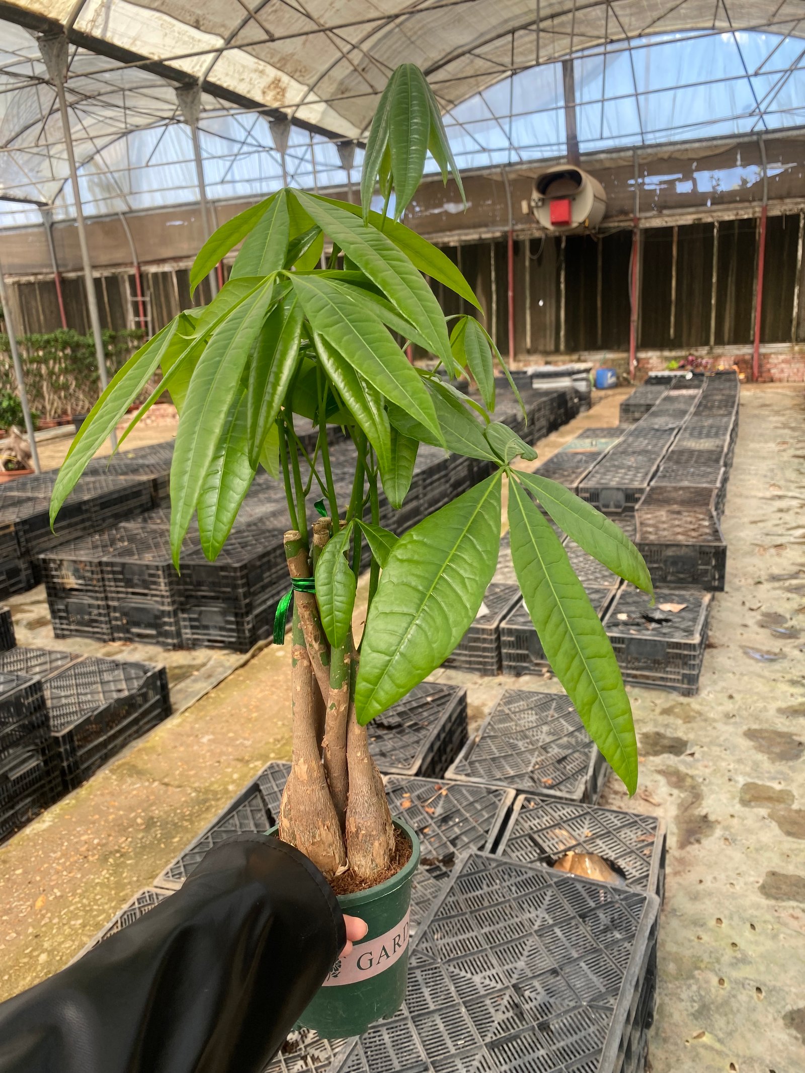 Baby Money Tree ( size 2 )  - Image 1