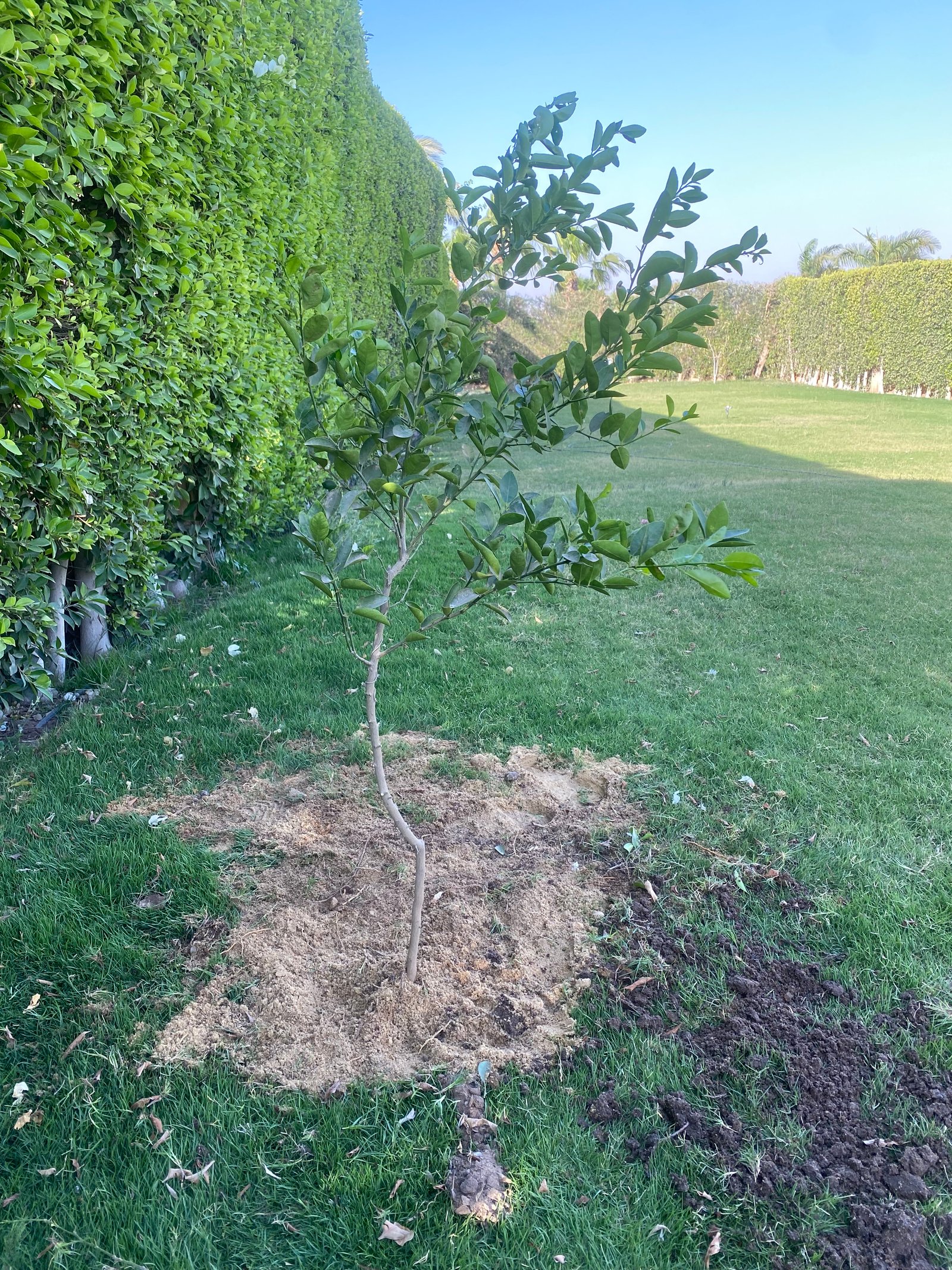 Lemon Banzheer Tree - Image 3