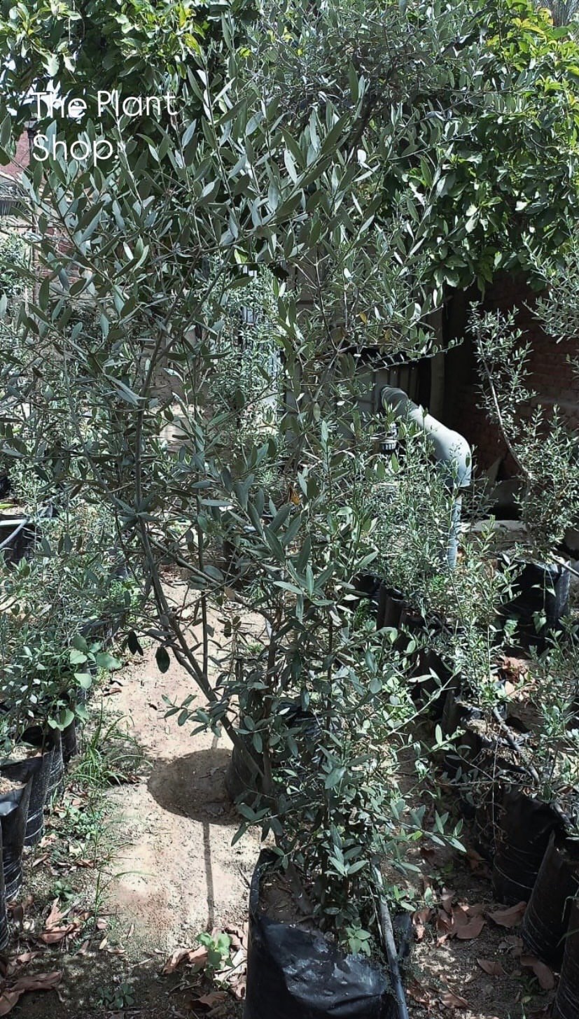 Olives Tree - Image 2
