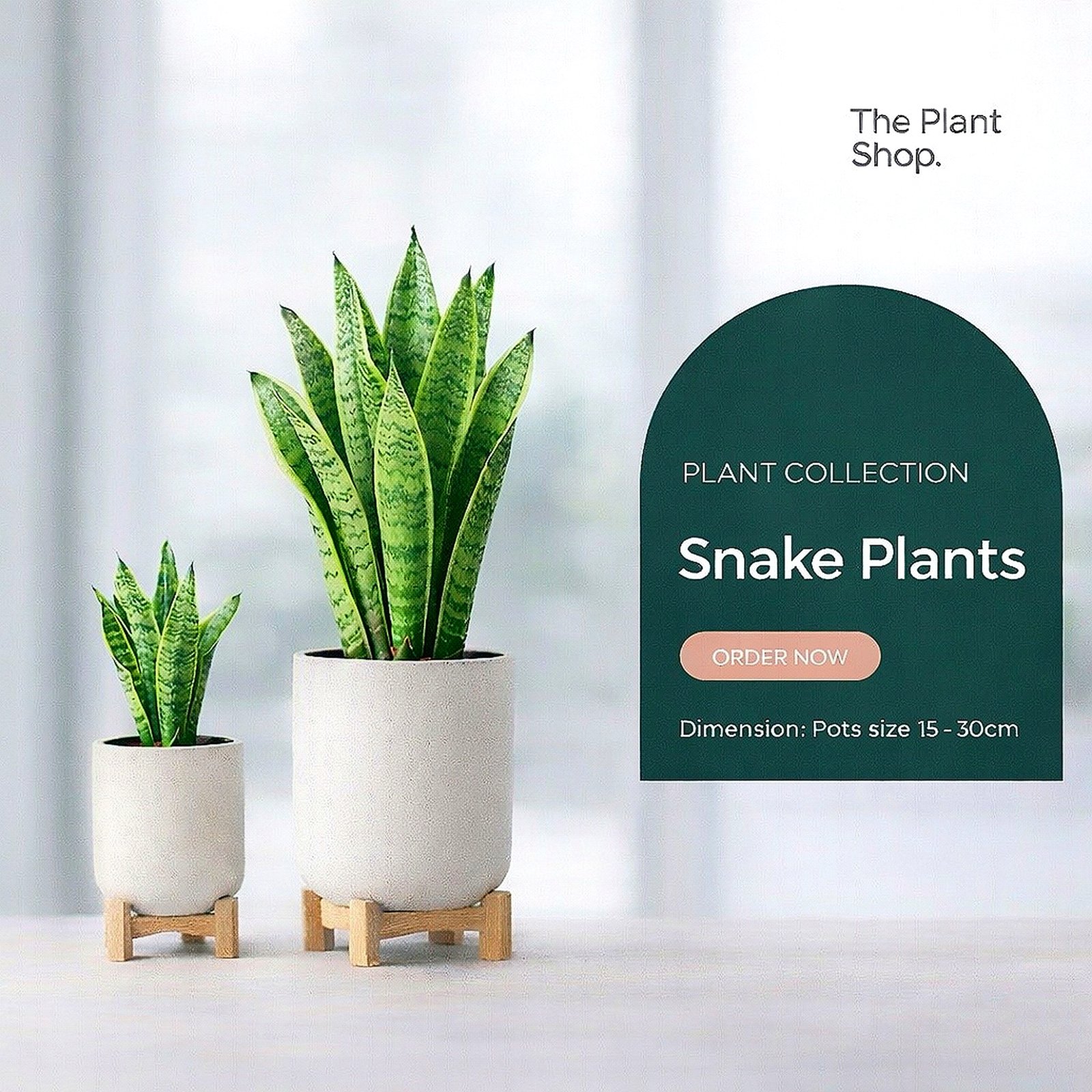 Snake Plant - Image 1