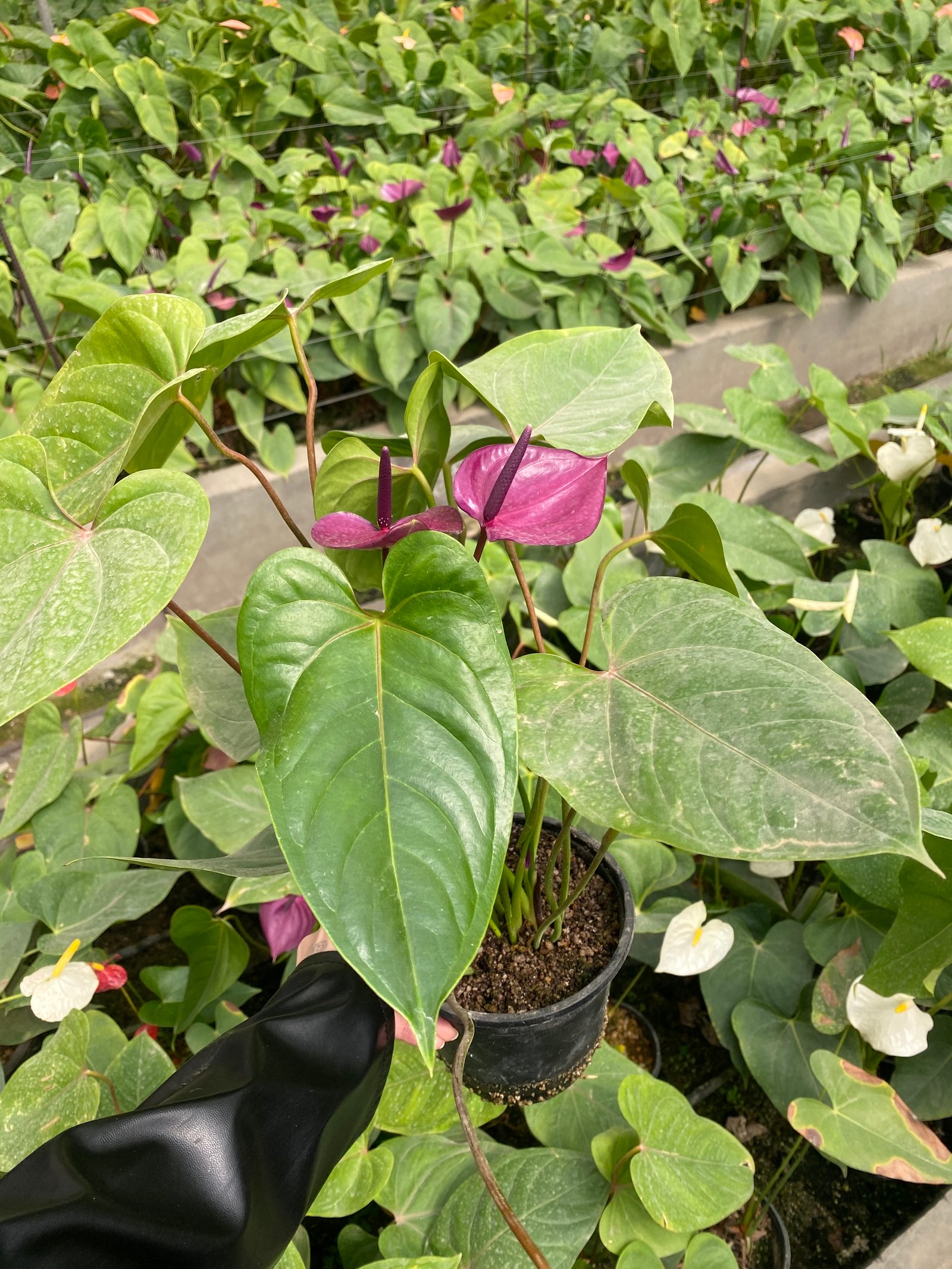 Anthurium Purple  - Image 2