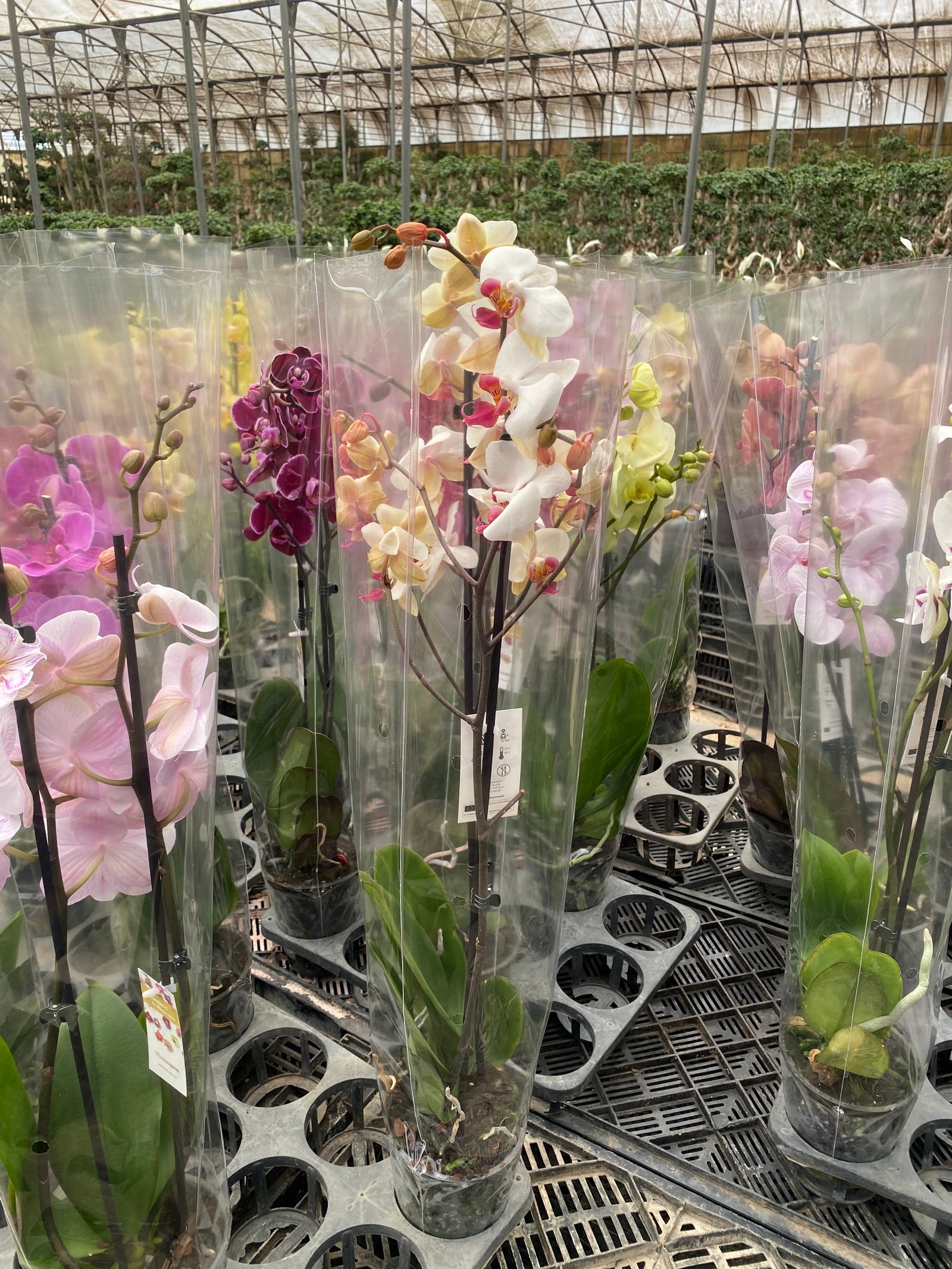 Royal Orchids - Image 14