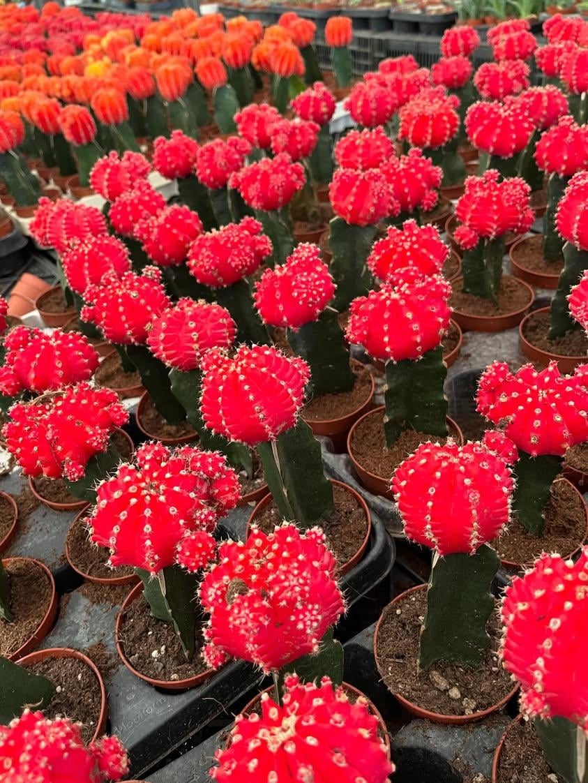 Neon Cactus - Image 7