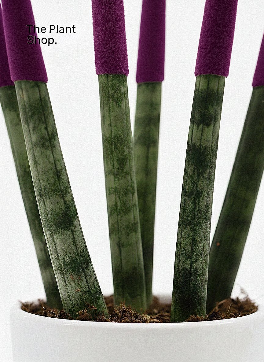 Spear Sansevieria - Image 13