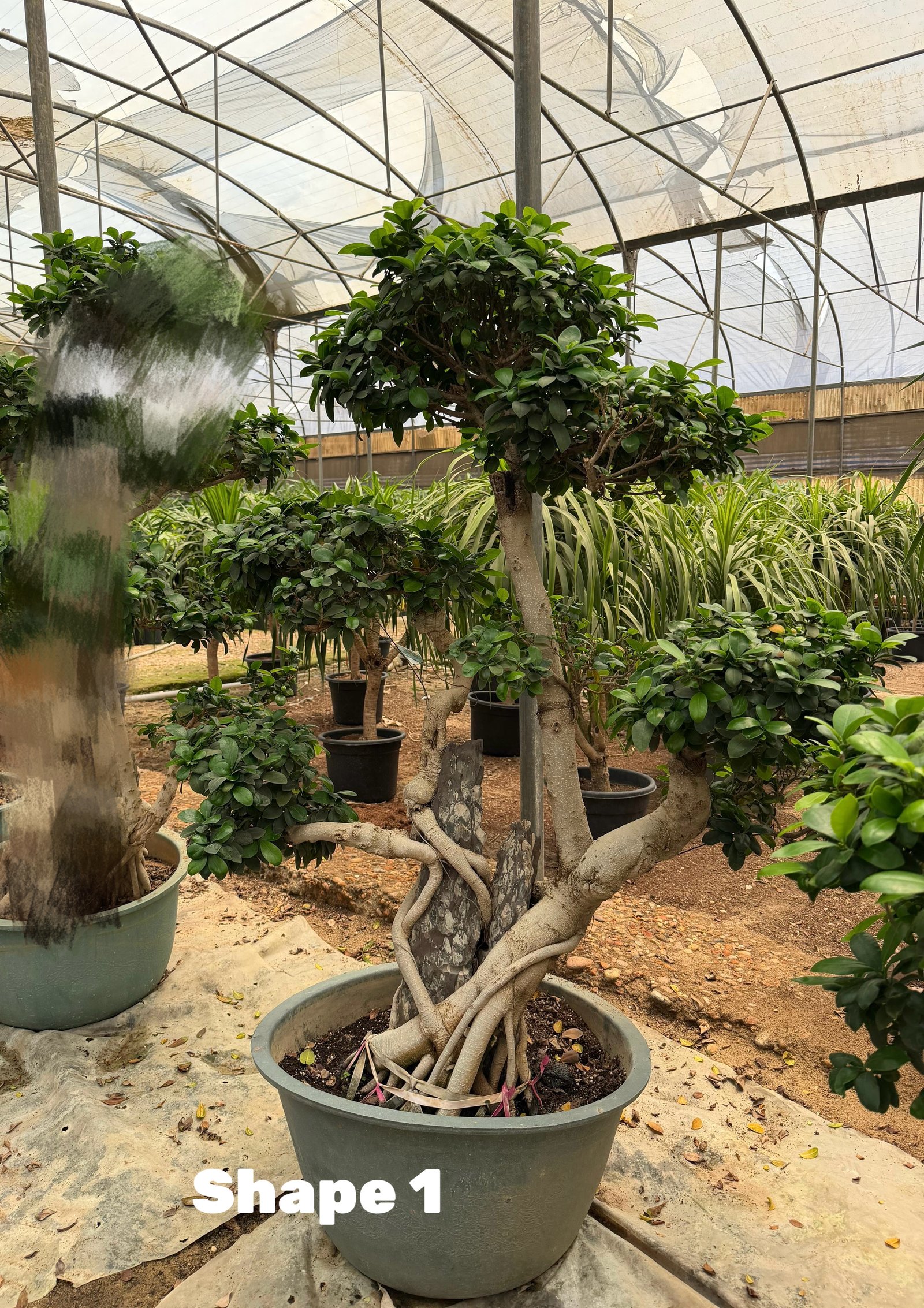 Bonsai Shape 1 - Image 1