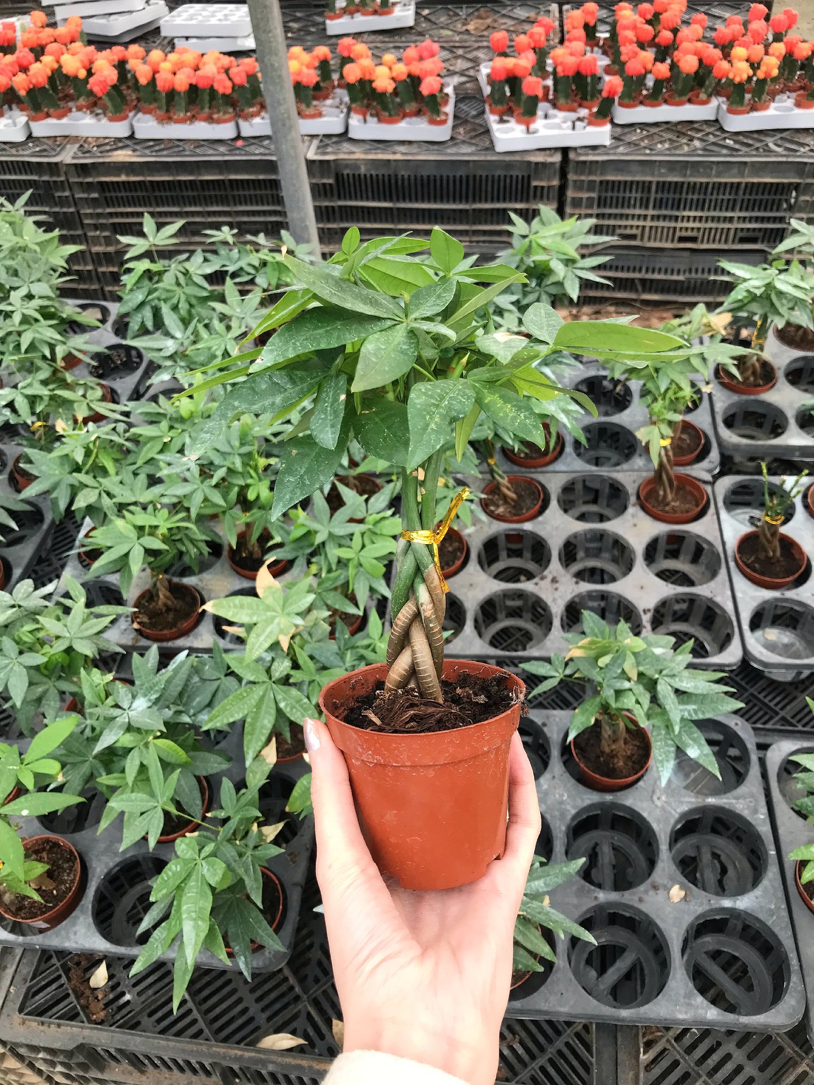 Baby Money Tree  - Image 4
