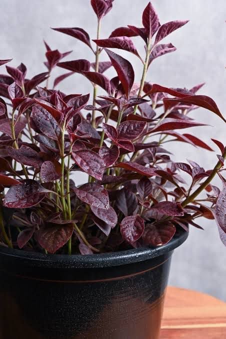 Alternanthera - Image 2