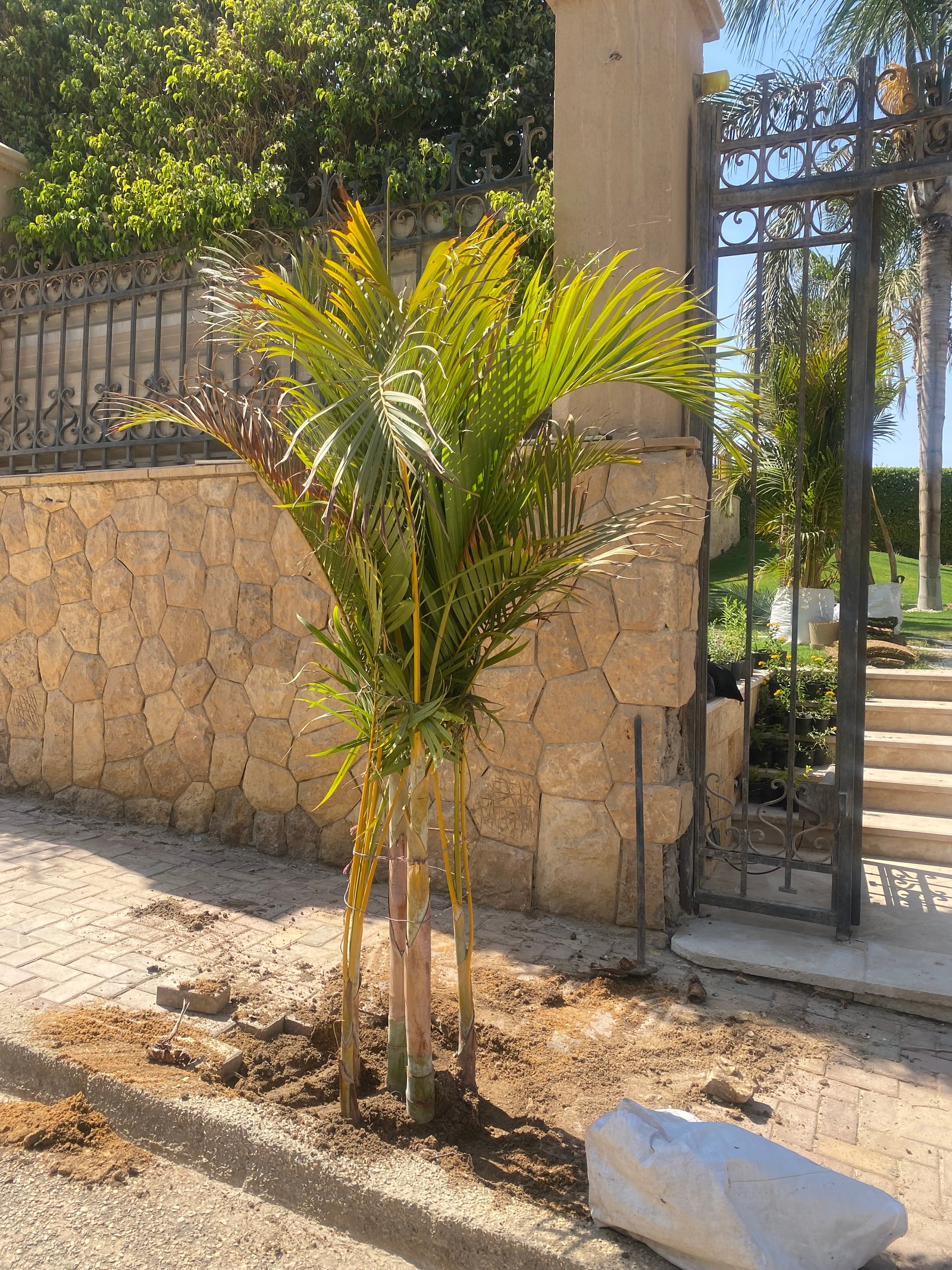 Yellow Areca outdoor - Image 6