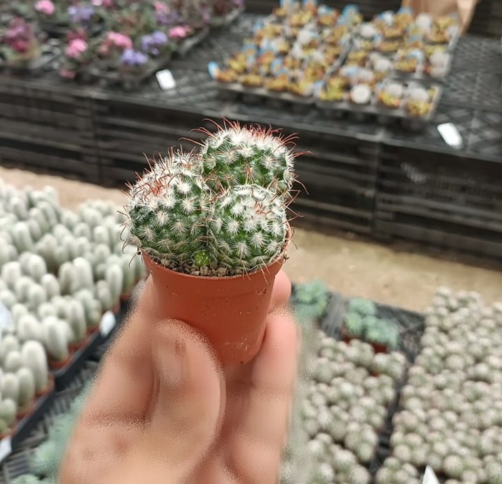 Pincushion Cactus - Image 1