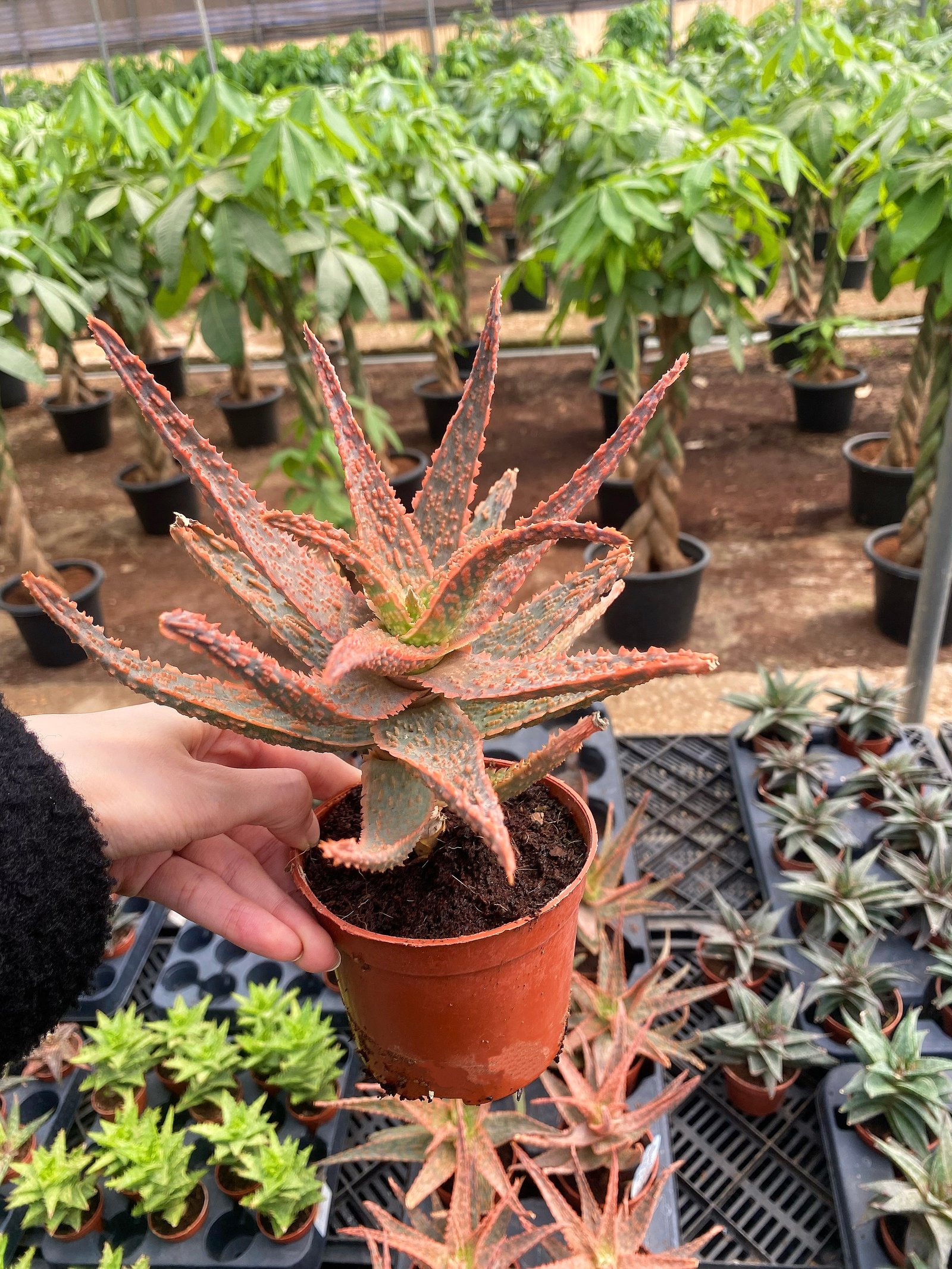 Aloe Dorotheae - Image 2