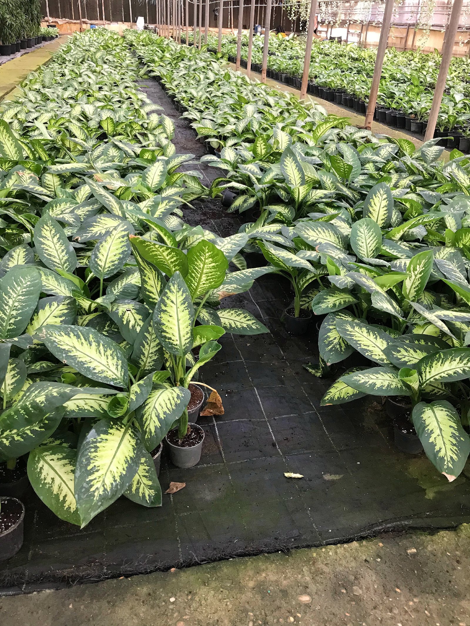 Dieffenbachia Tropic Snow - Image 4