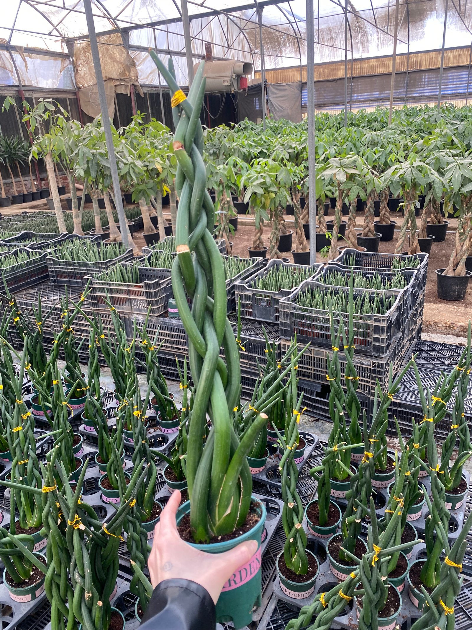 Sansevieria Cylindrica - Image 3