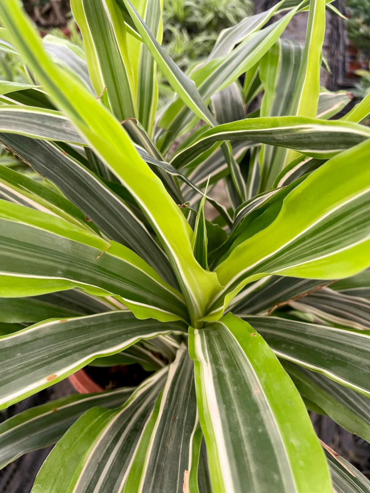 Spider Plant  - Image 4