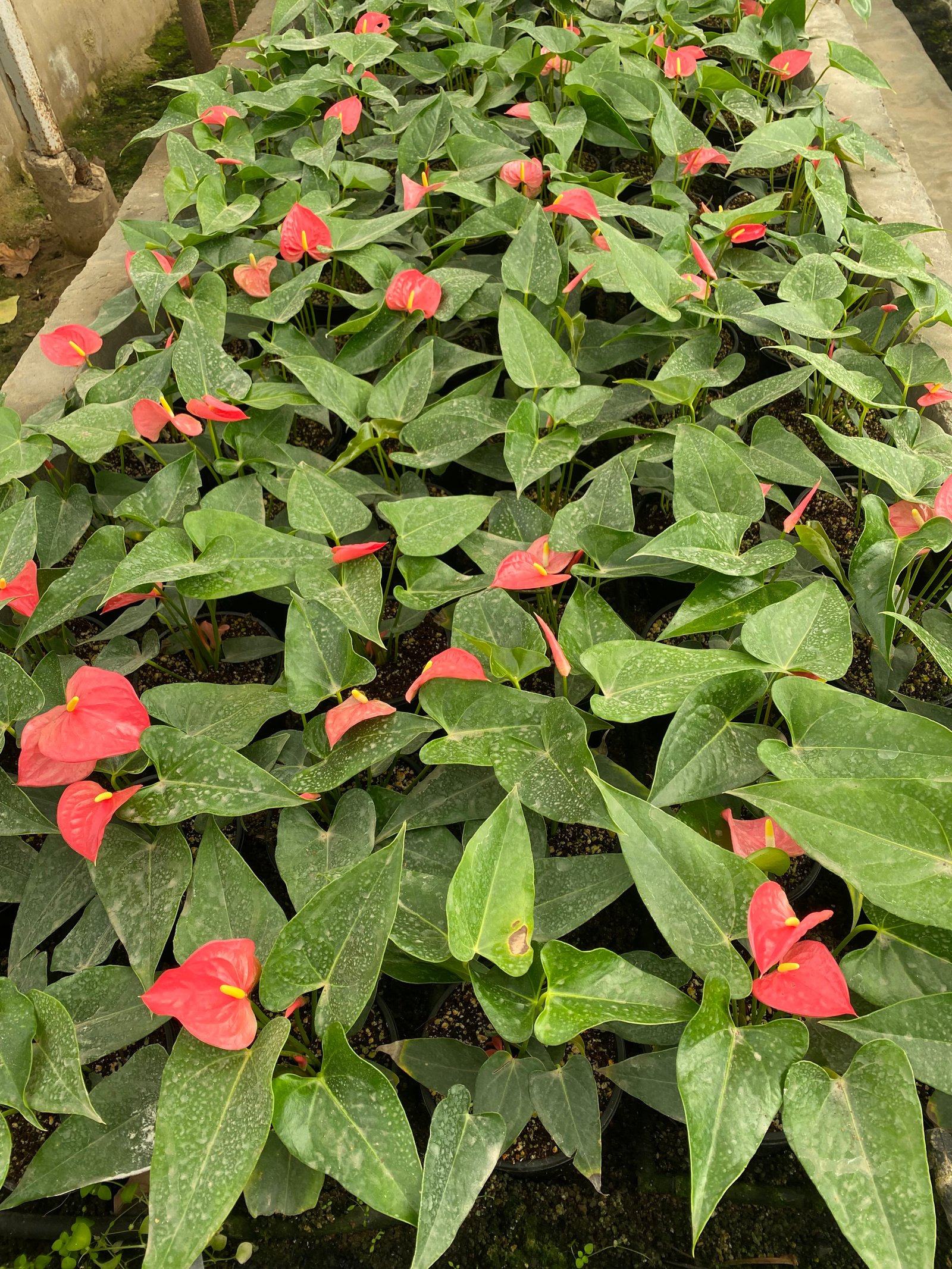 Anthurium - Image 10
