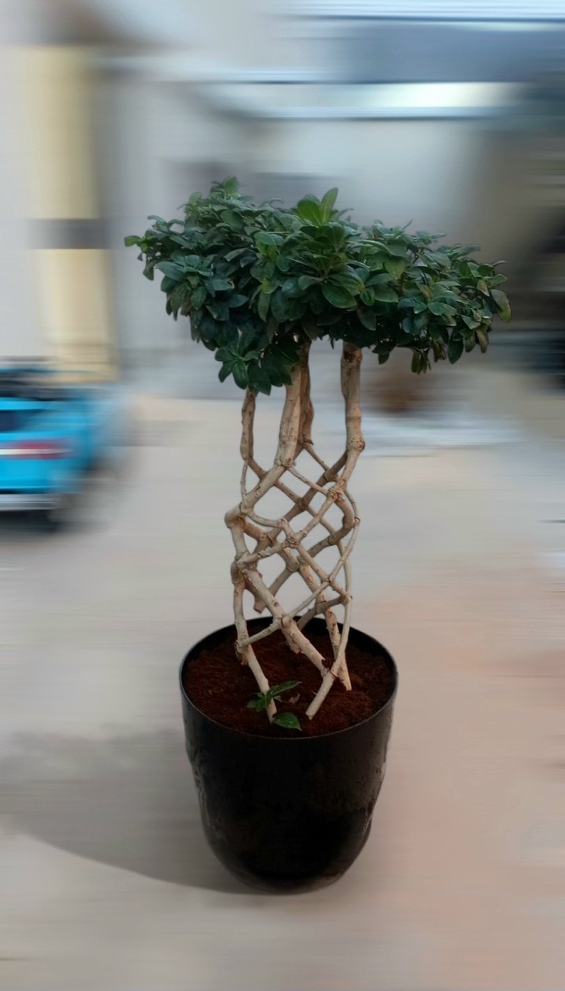 Bonsai Cage  - Image 1