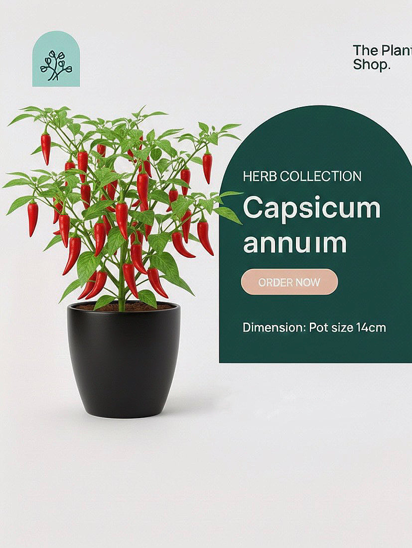 Capsicum annuum - Image 1