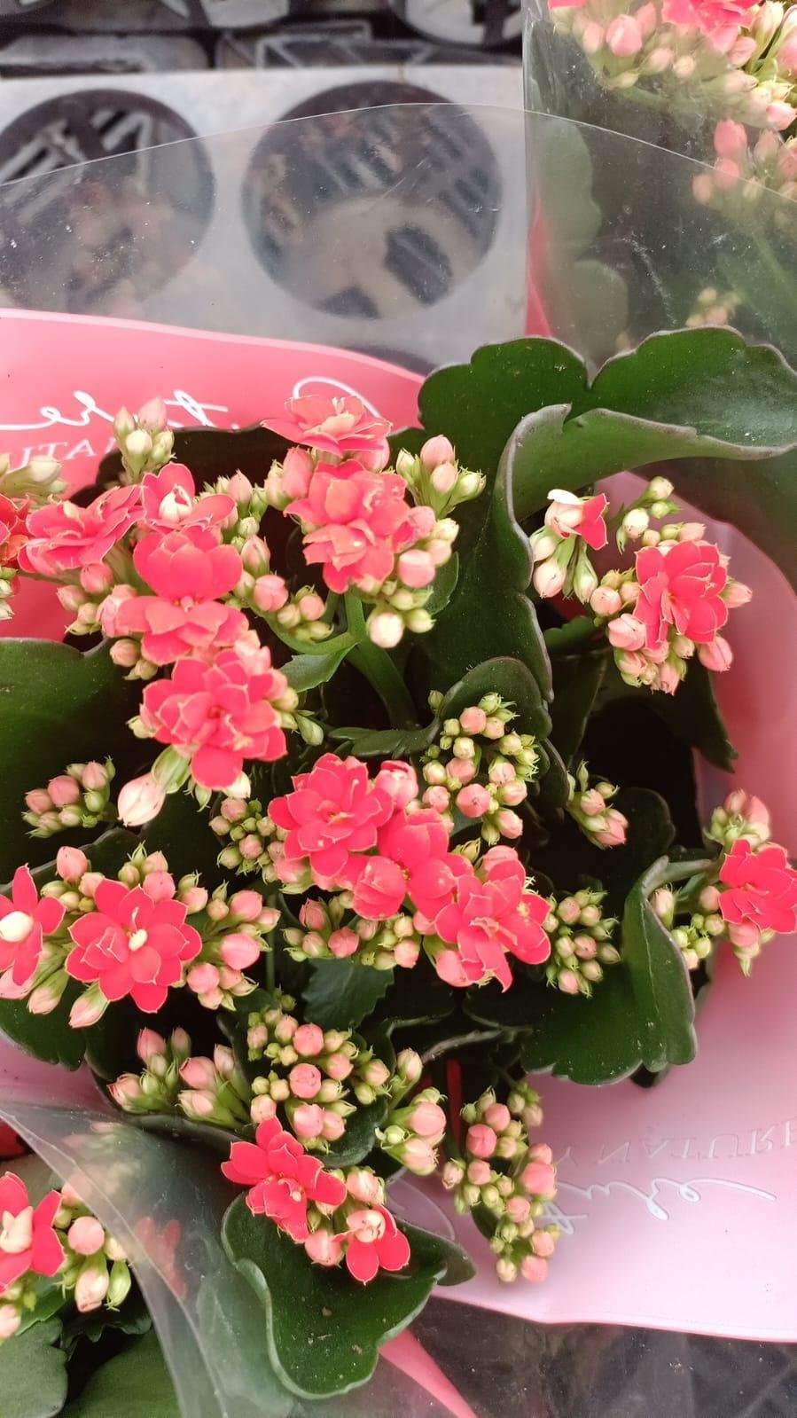 Florist Kalancheo - Image 11