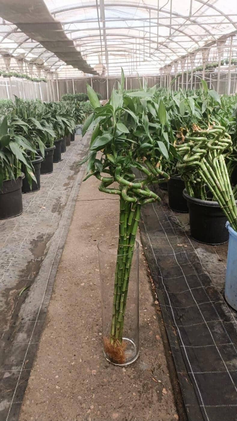 ( Chinese Bamboo (Special Offer  - Image 2