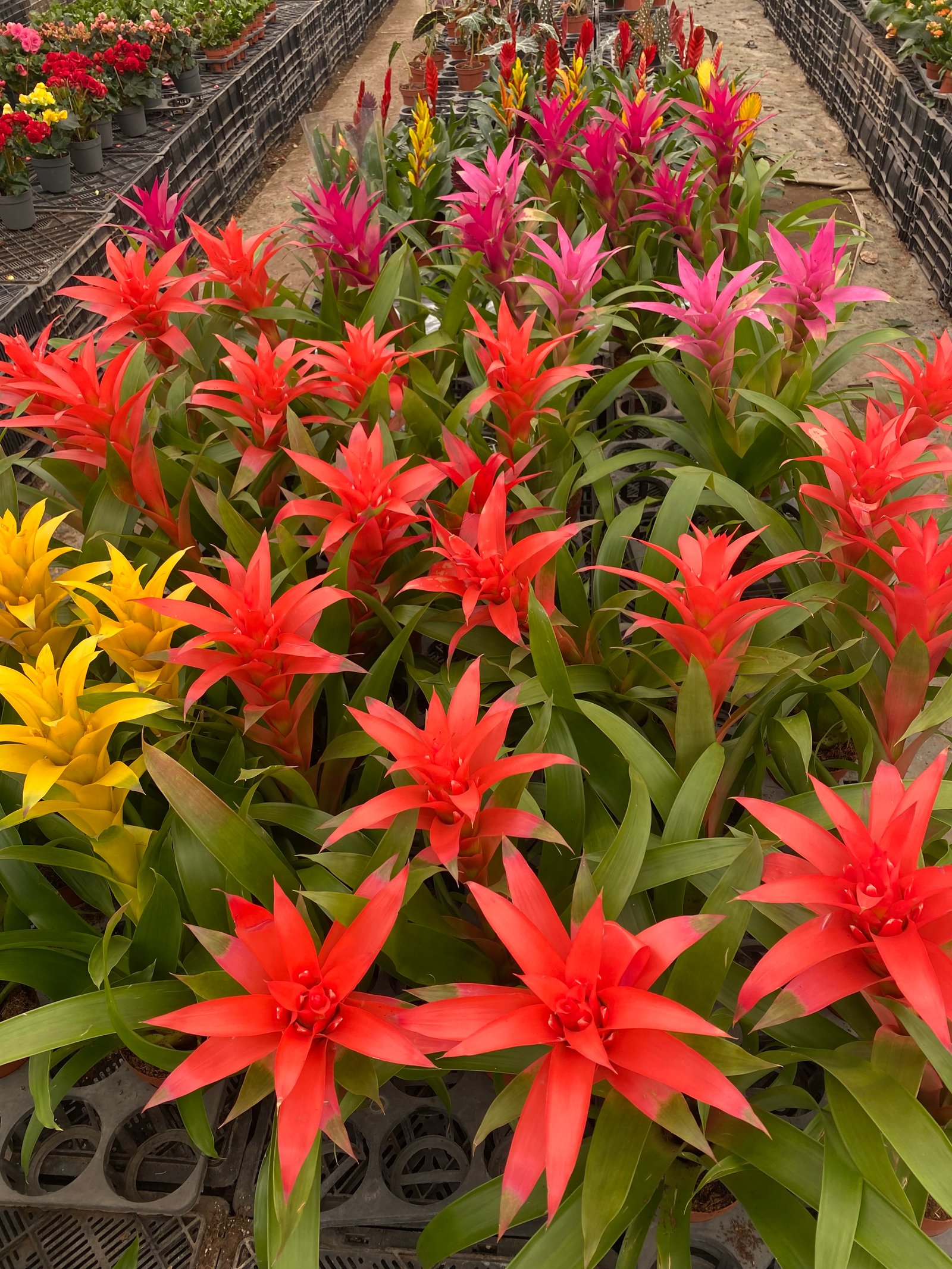 Guzmania - Image 5