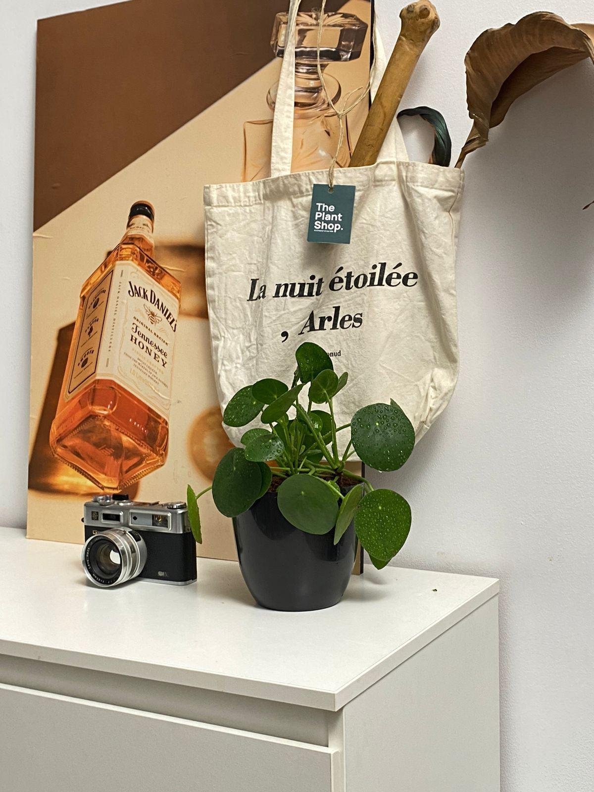 Pilea ( Chinese Money ) - Image 4