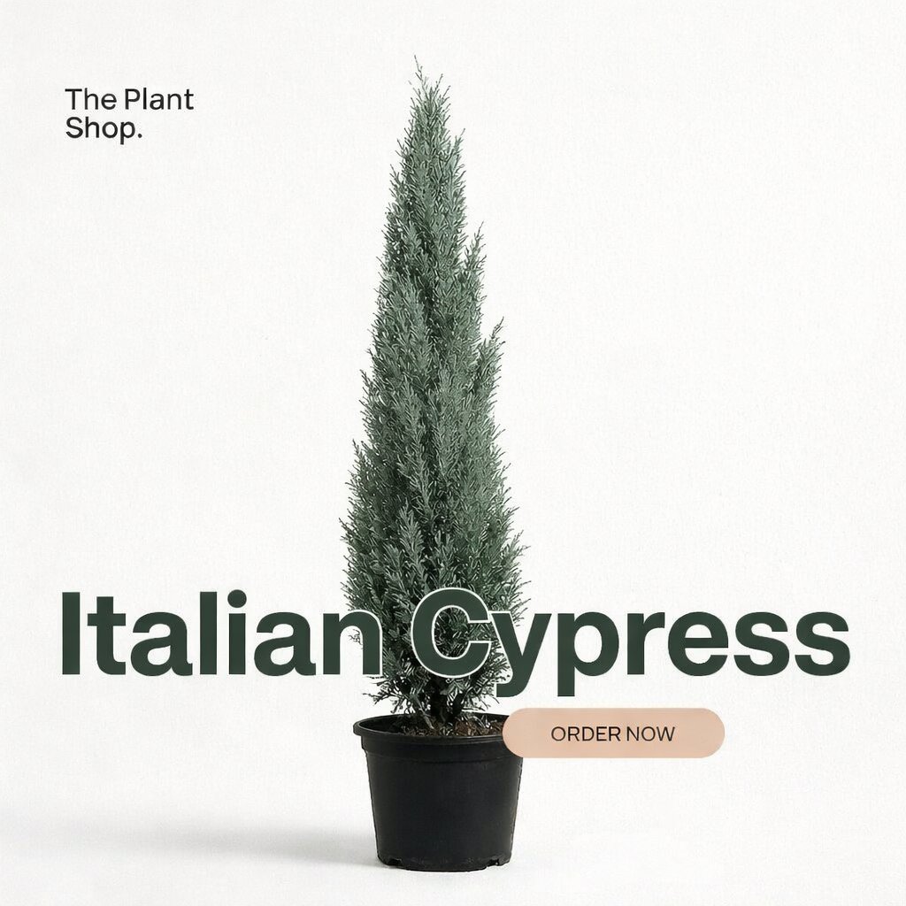 Italian Cypress - Image 1