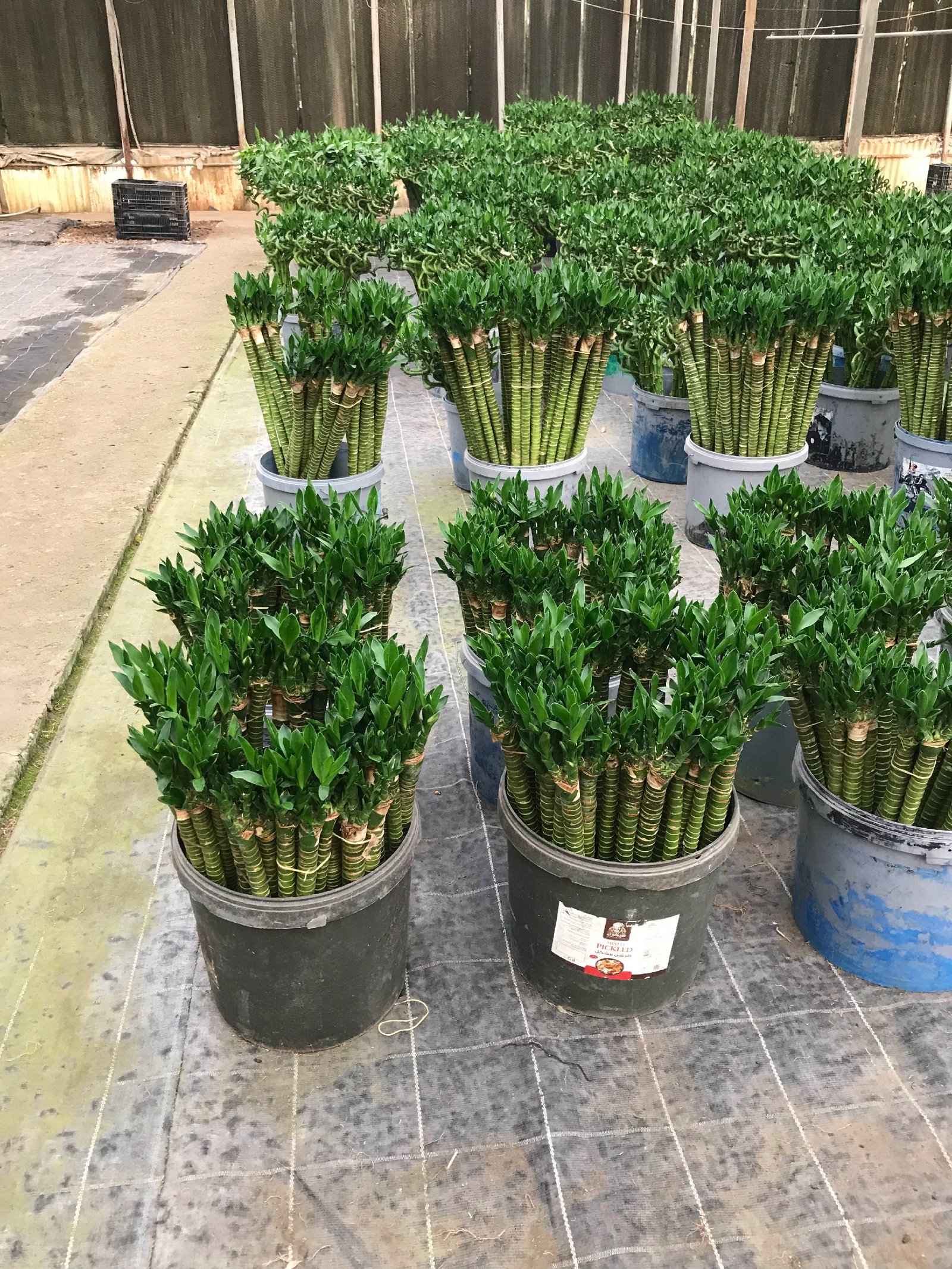 Lotus Bamboo  - Image 7