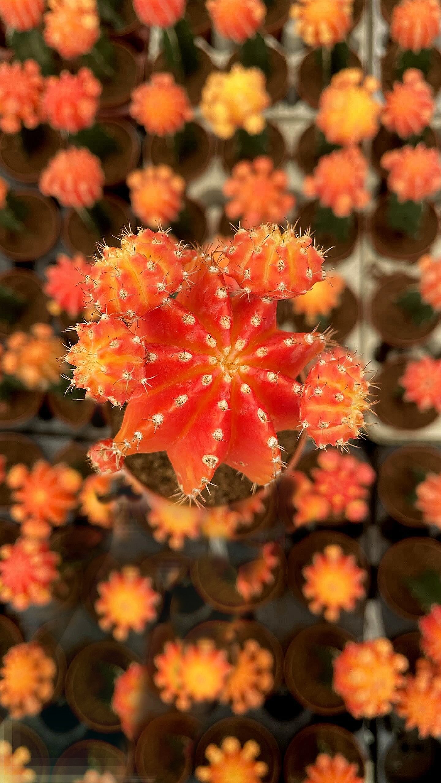 Neon Cactus - Image 10